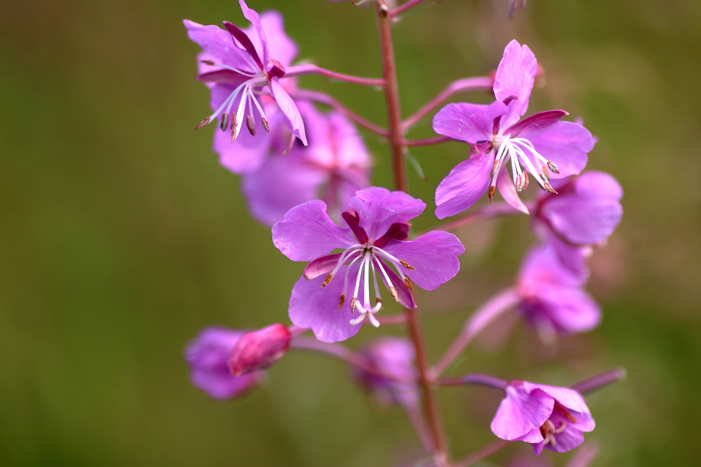 Weidenr Schen Epilobium Angustifolium Blumen Und Natur