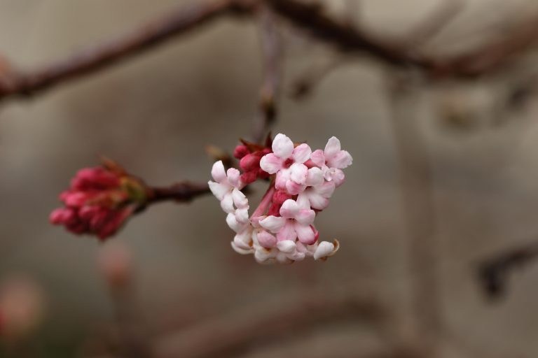 Bodnant Schneeball Viburnum Bodnantense Blumen Und Natur