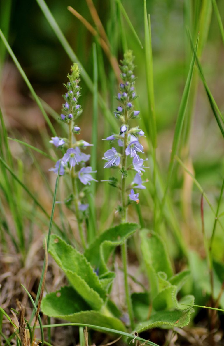 Echter Ehrenpreis (Veronica officinalis) Blumen und Natur