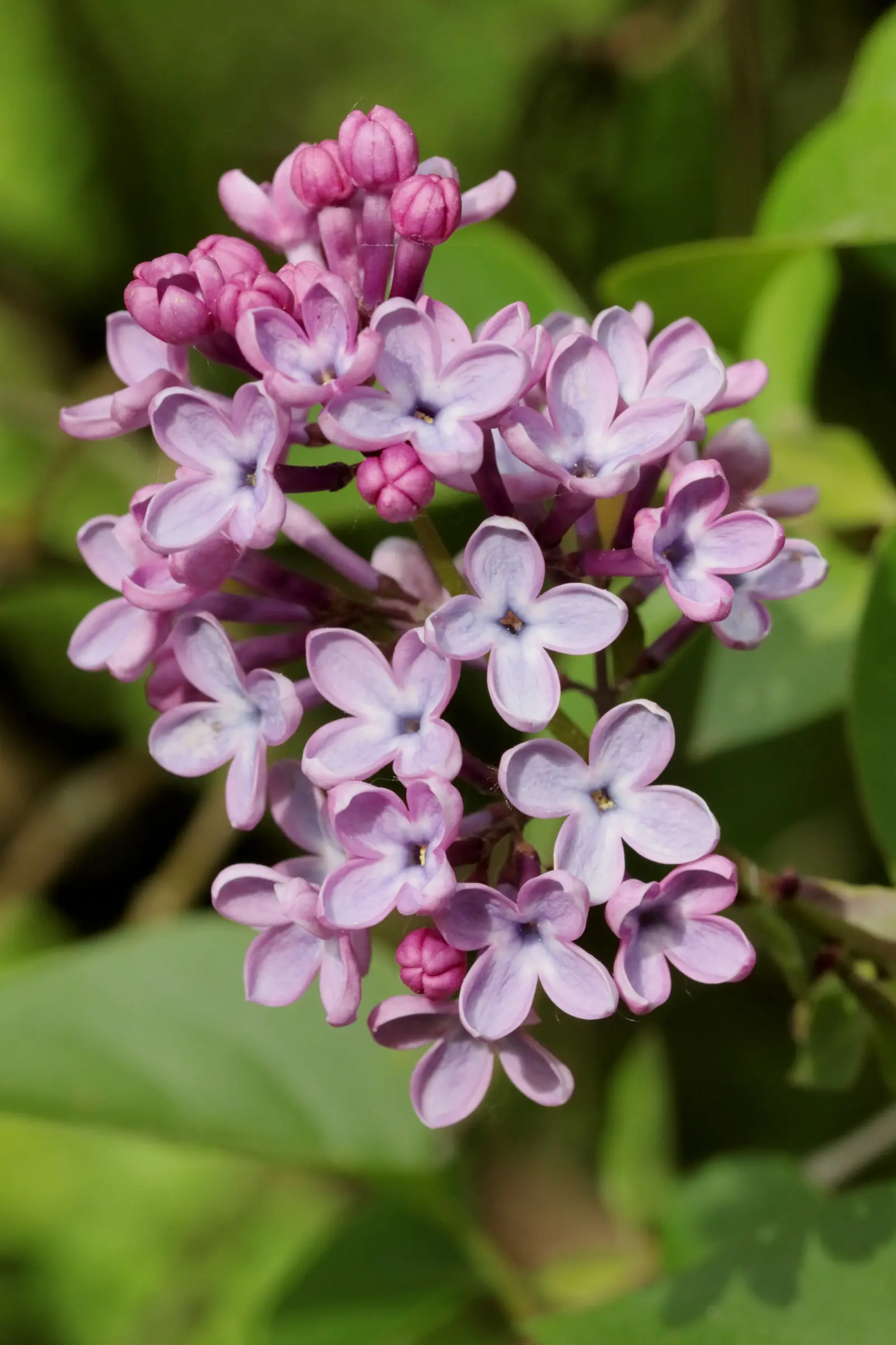 Blüte des Flieders im Detail. Die einzelnen Blüten des Flieder haben vier Blütenblätter.