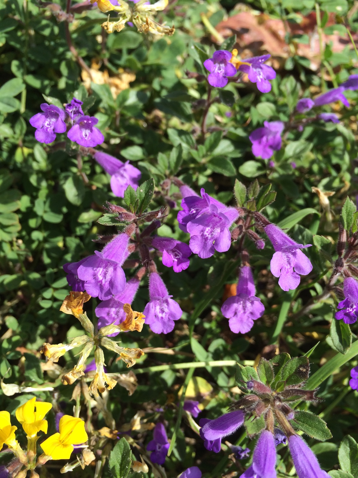 Blüten: Alpen-Steinquendel