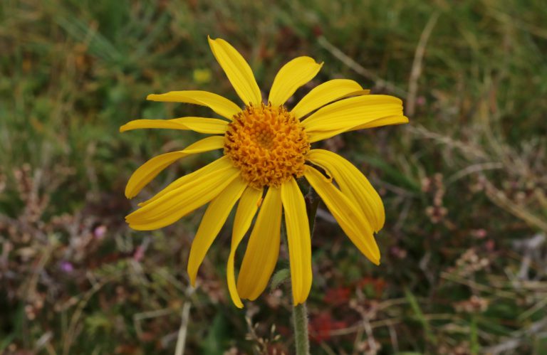 "Echte Arnika" (Arnica montana) Blumen und Natur