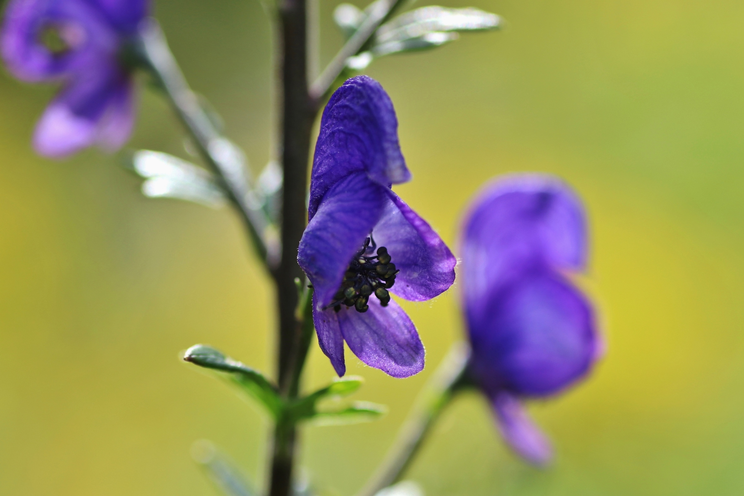 Detailaufnahme der Blüte; Blauer Eisenhut