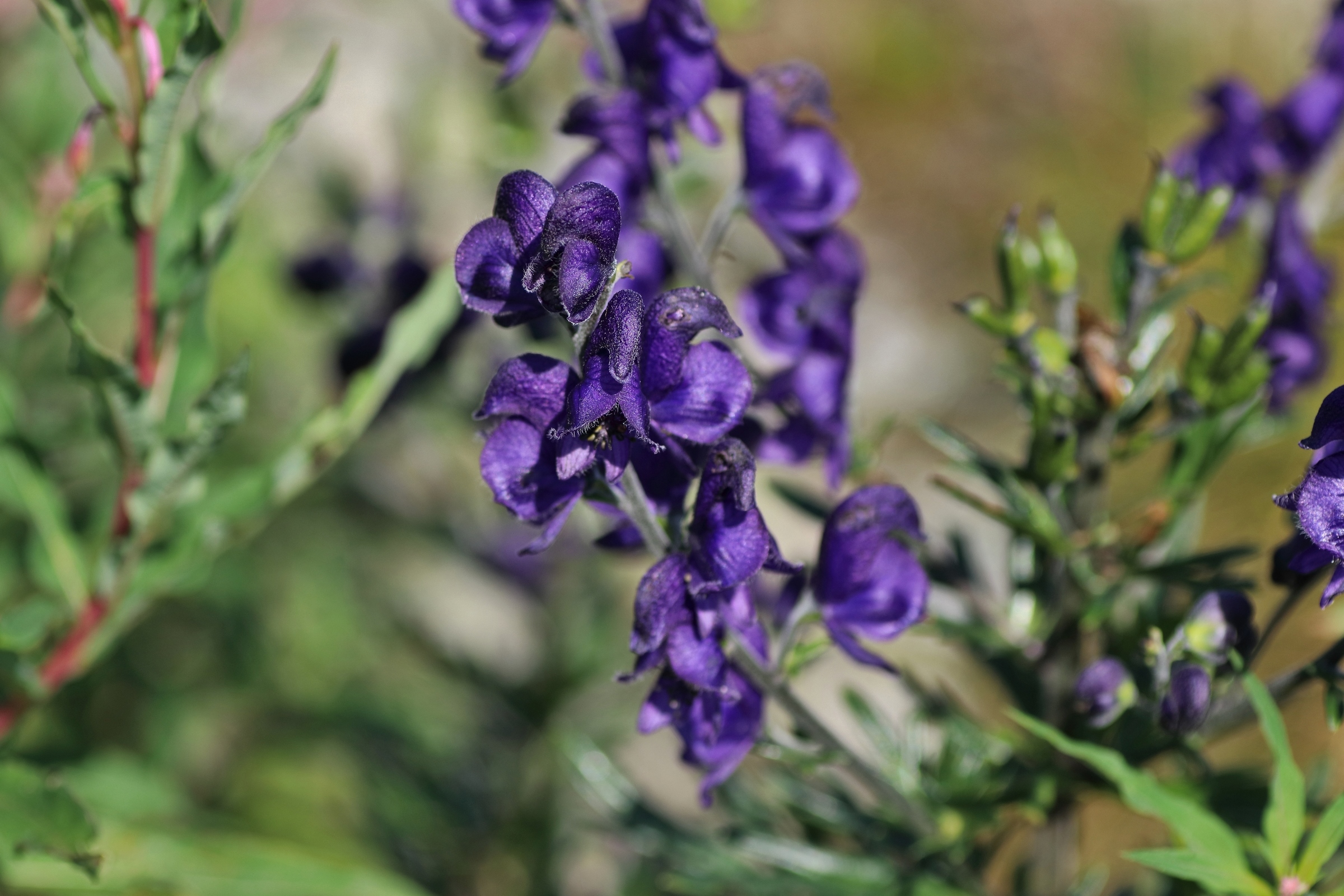 Close-up of the flower