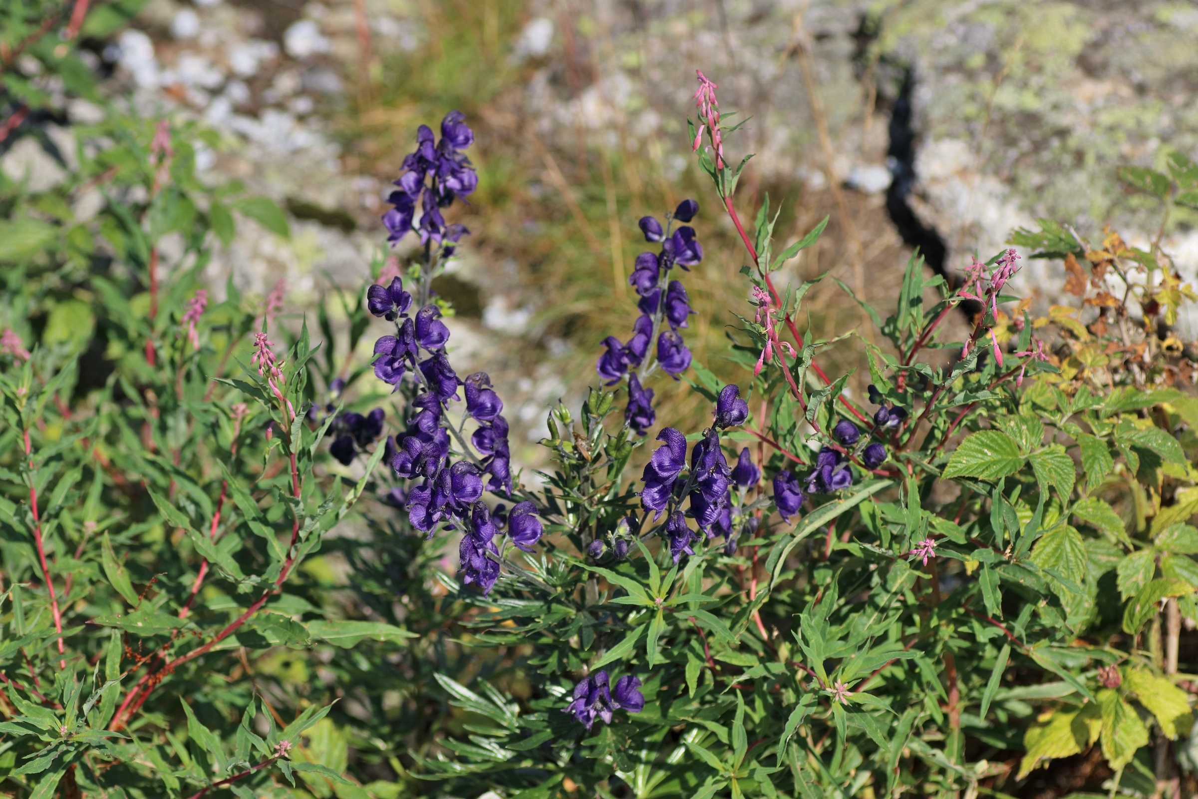 Whole plant; monkshood 