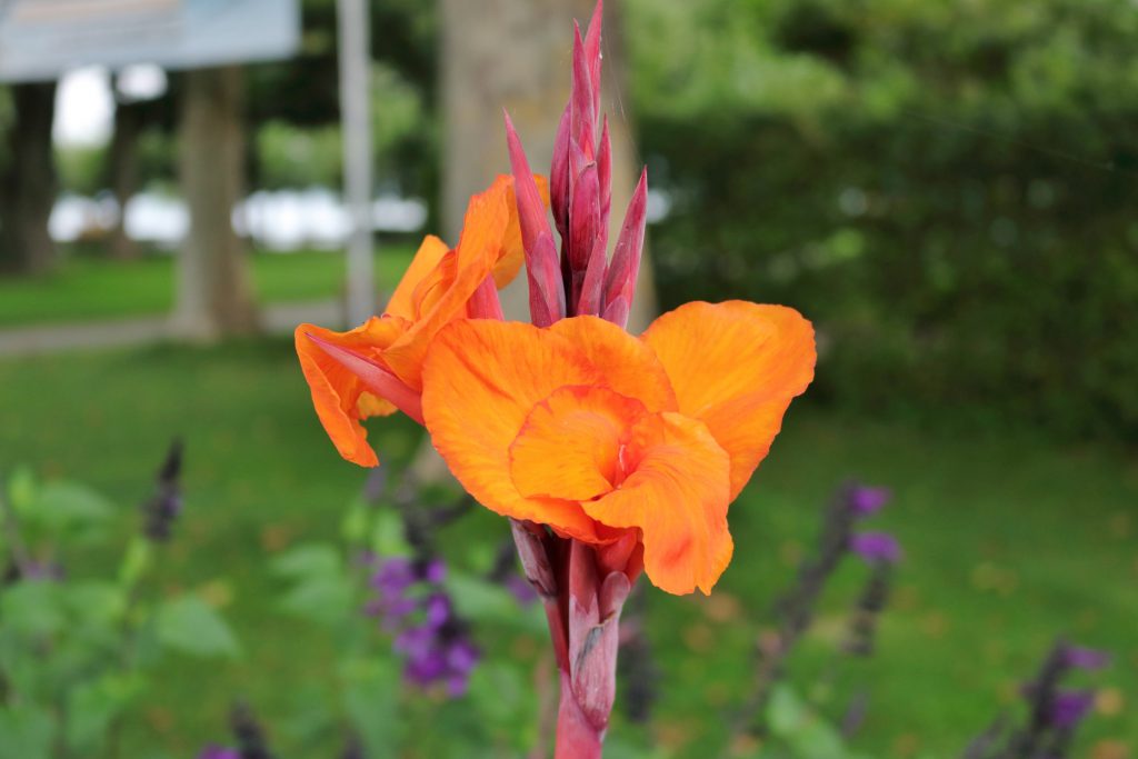 Indisches Blumenrohr (Canna indica) Blumen und Natur