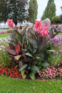 Indisches Blumenrohr (Canna indica) Blumen und Natur