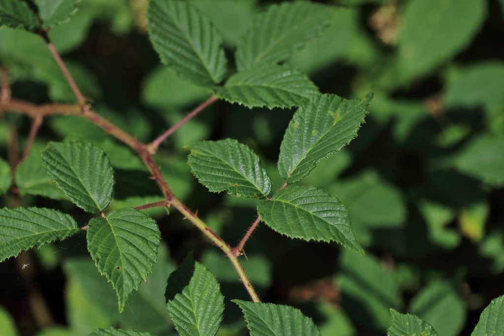 "Brombeere" (Rubus sect. Rubus) Blumen und Natur