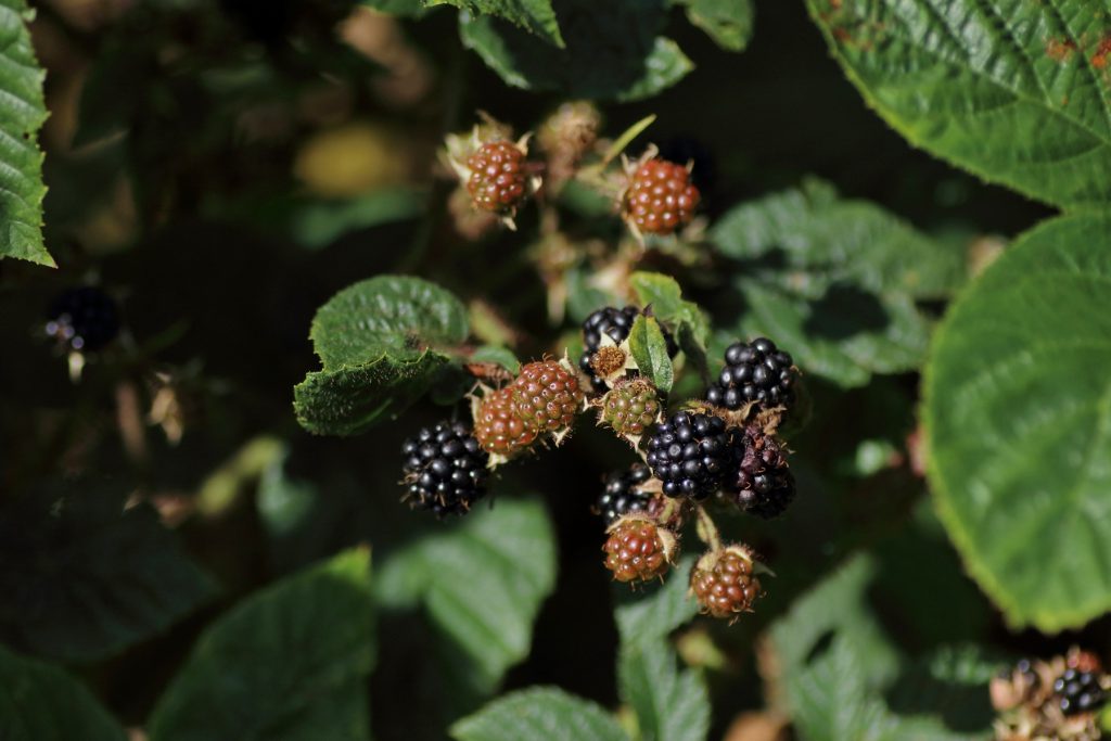 "Brombeere" (Rubus sect. Rubus) Blumen und Natur