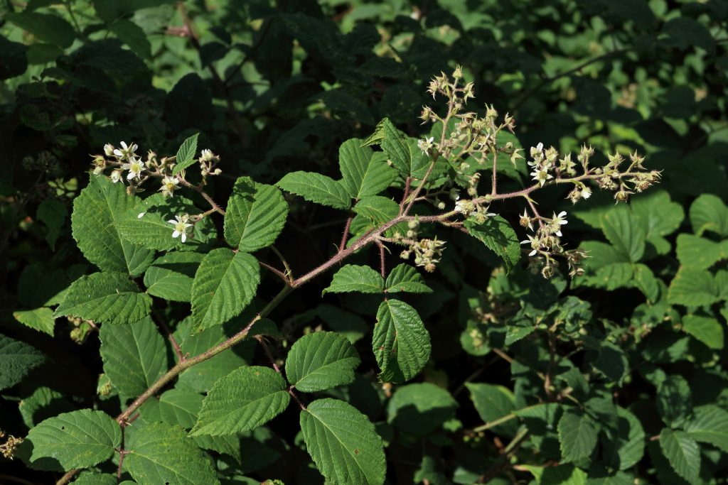 "Brombeere" (Rubus sect. Rubus) Blumen und Natur