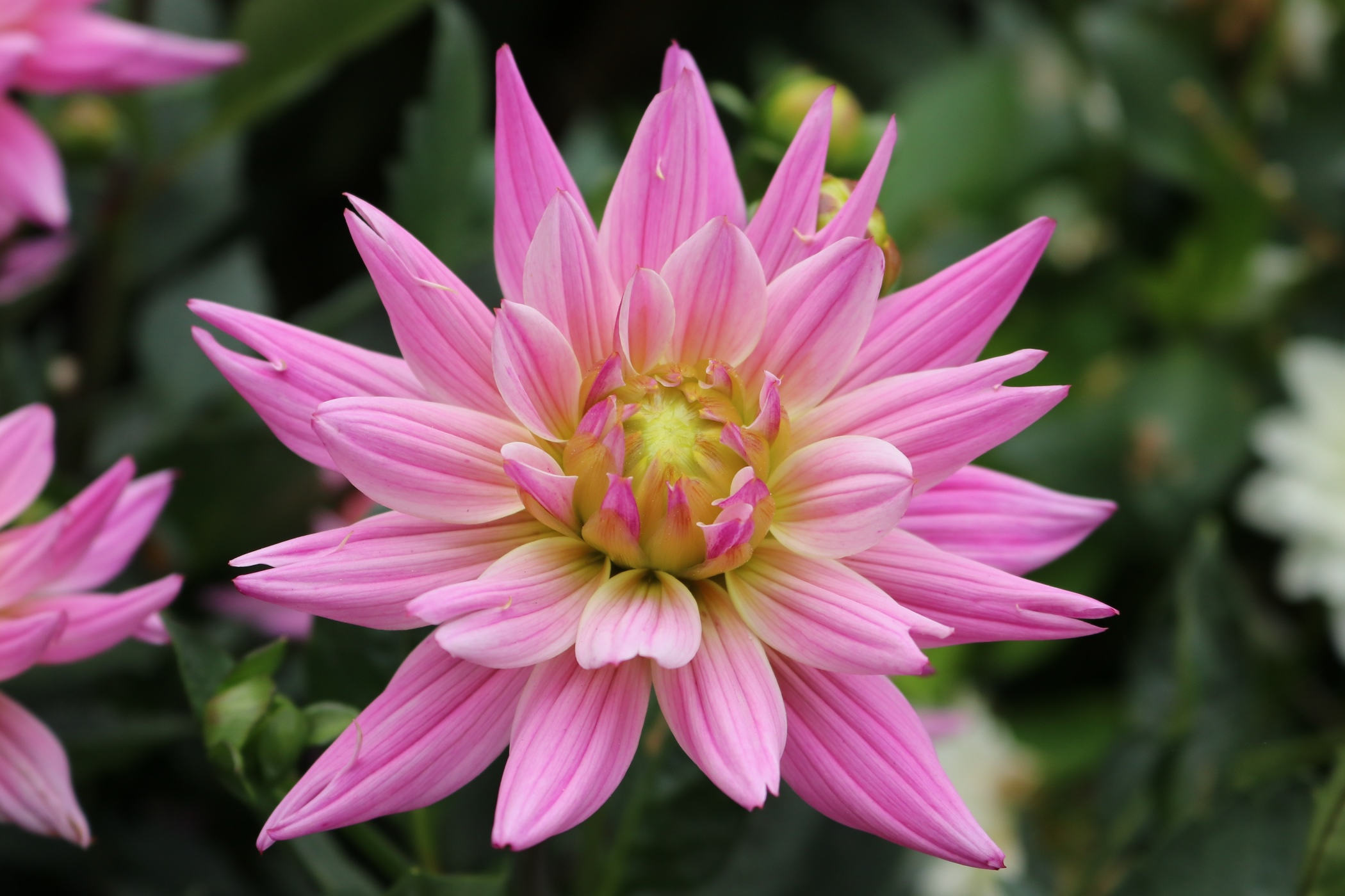 rosa gefärbte Dahlie