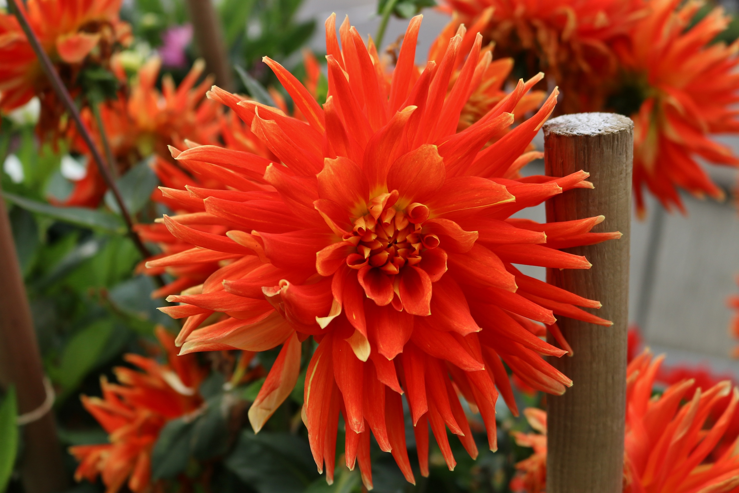 rot gefärbte Dahlie