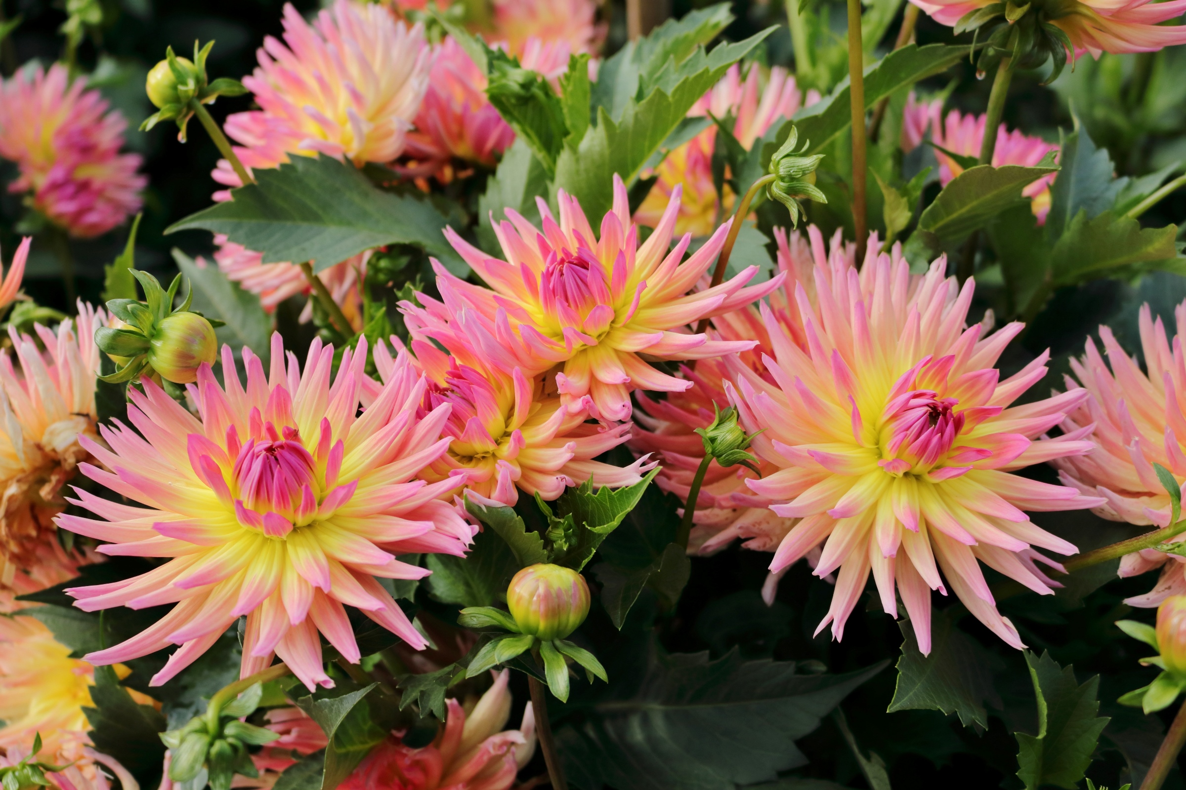 Gruppe von Blüten
