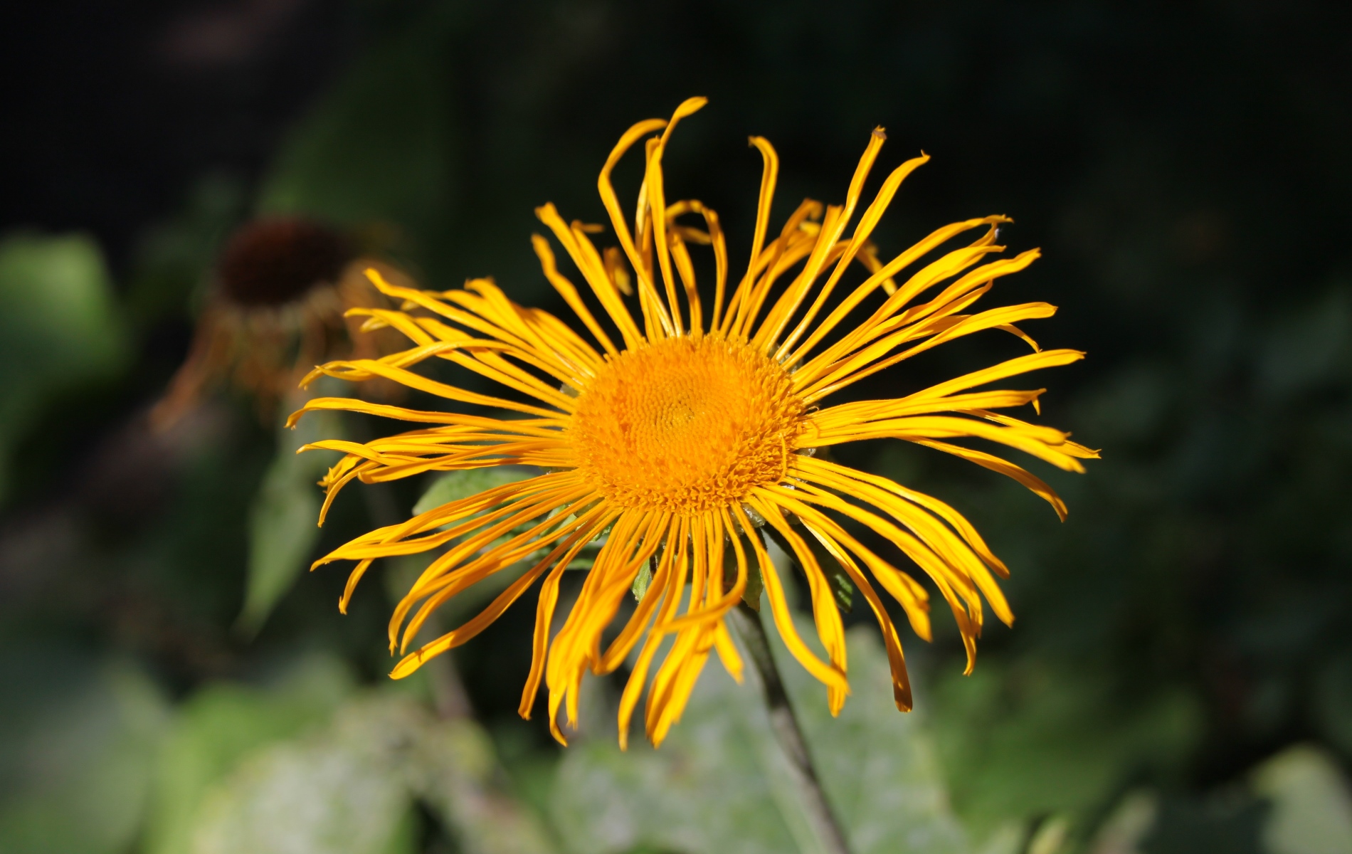 Echter Alant - Eine Blüte von oben mit langen, dünnen Blütenblättern. In der Mitte sind die gelben Staubblätter. Der Hintergrund des Bildes ist dunkelgrün und schwarz gefärbt und unscharf fotografiert.