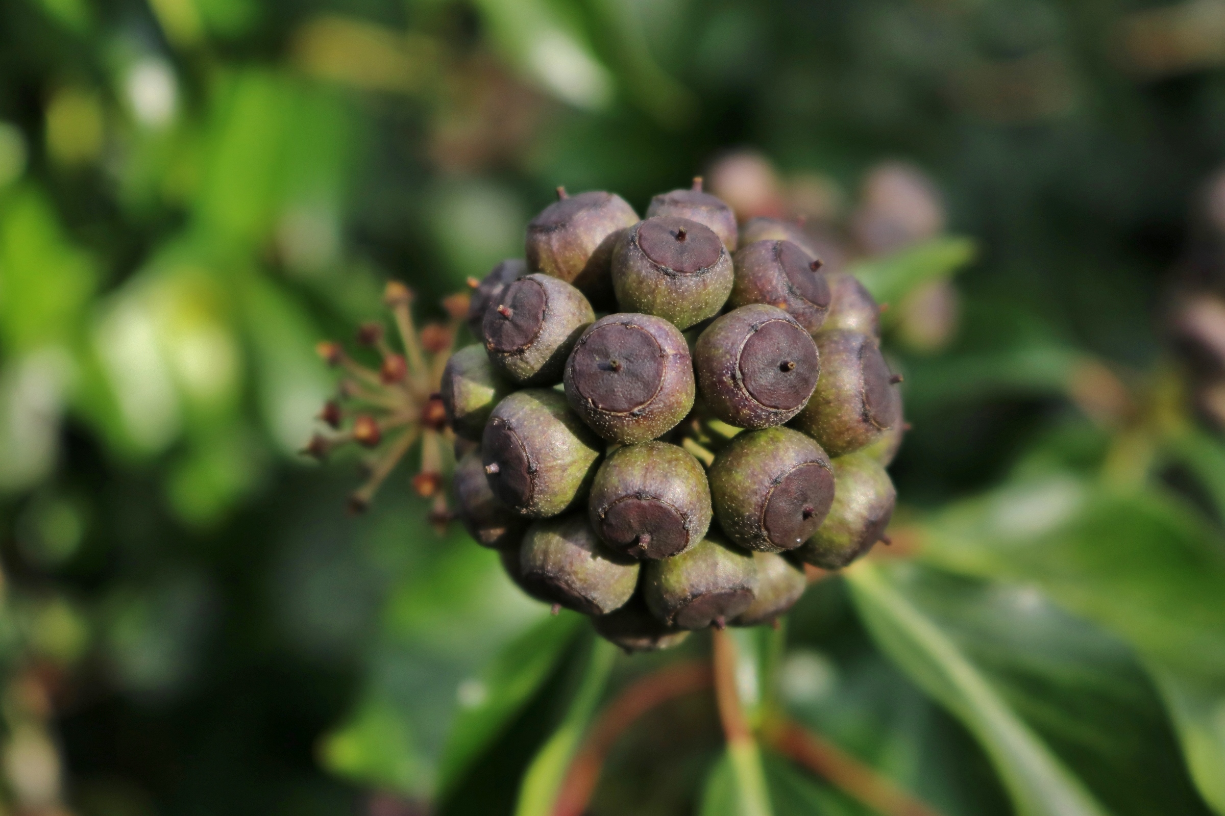 Gemeiner Efeu - die Früchte des Efeu sind kugelrund und haben eine grünliche Färbung.  Der Hintergrund besteht aus unscharf 