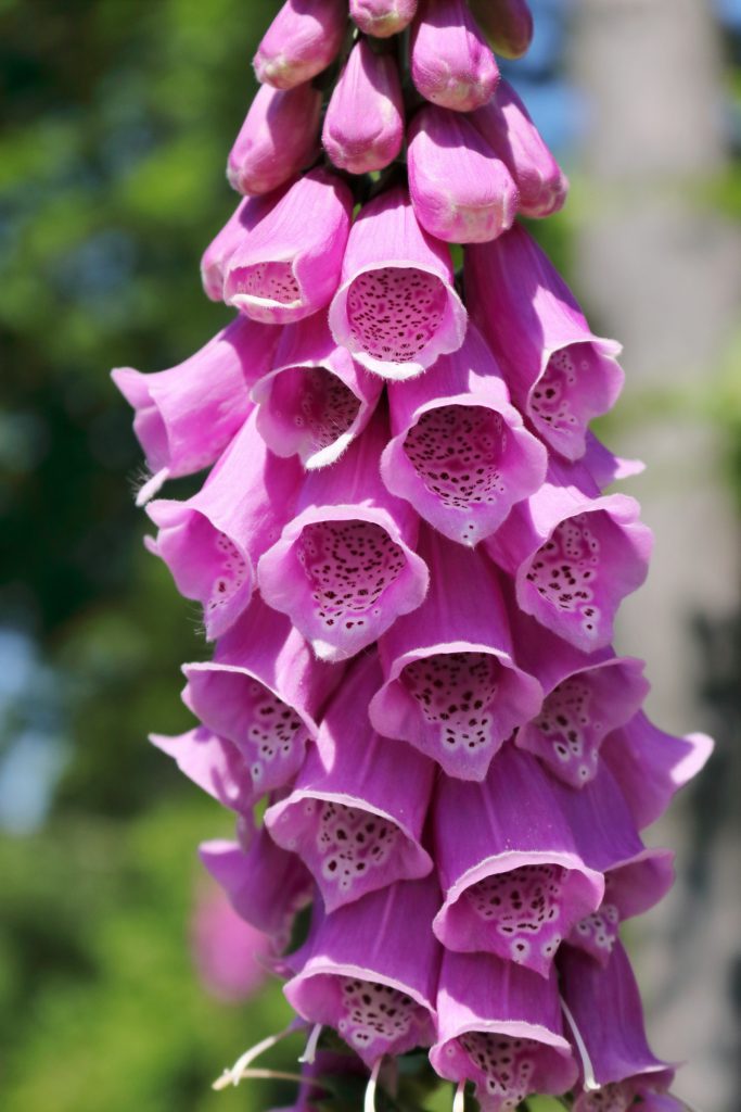 Detailaufnahme der Fingerhut-Blüte
