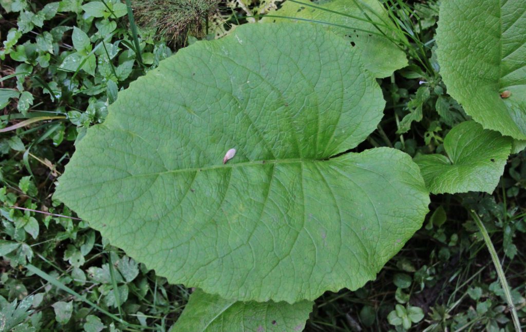 Das Blatt der Telekie hat eine Herzform. Es ist dunkelgrün gefärbt und hat deutlich ausgeprägte Blattnarben.