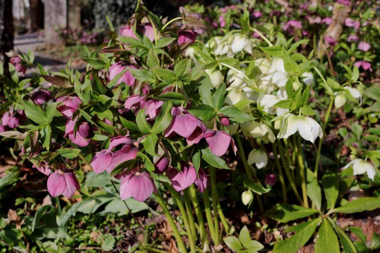"Christrose / Lenzrose" (Helleborus niger) Blumen und Natur