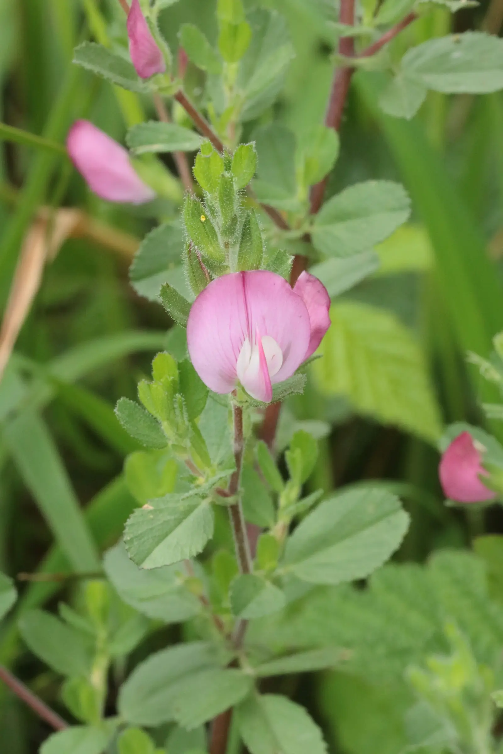 Dorniger Hauhechel - die rosa gefärbte Blüte besteht aus zwei schalenförmigen Blütenblättern die in der Mitte zu einem Dorn zusammengewachsen sind.
