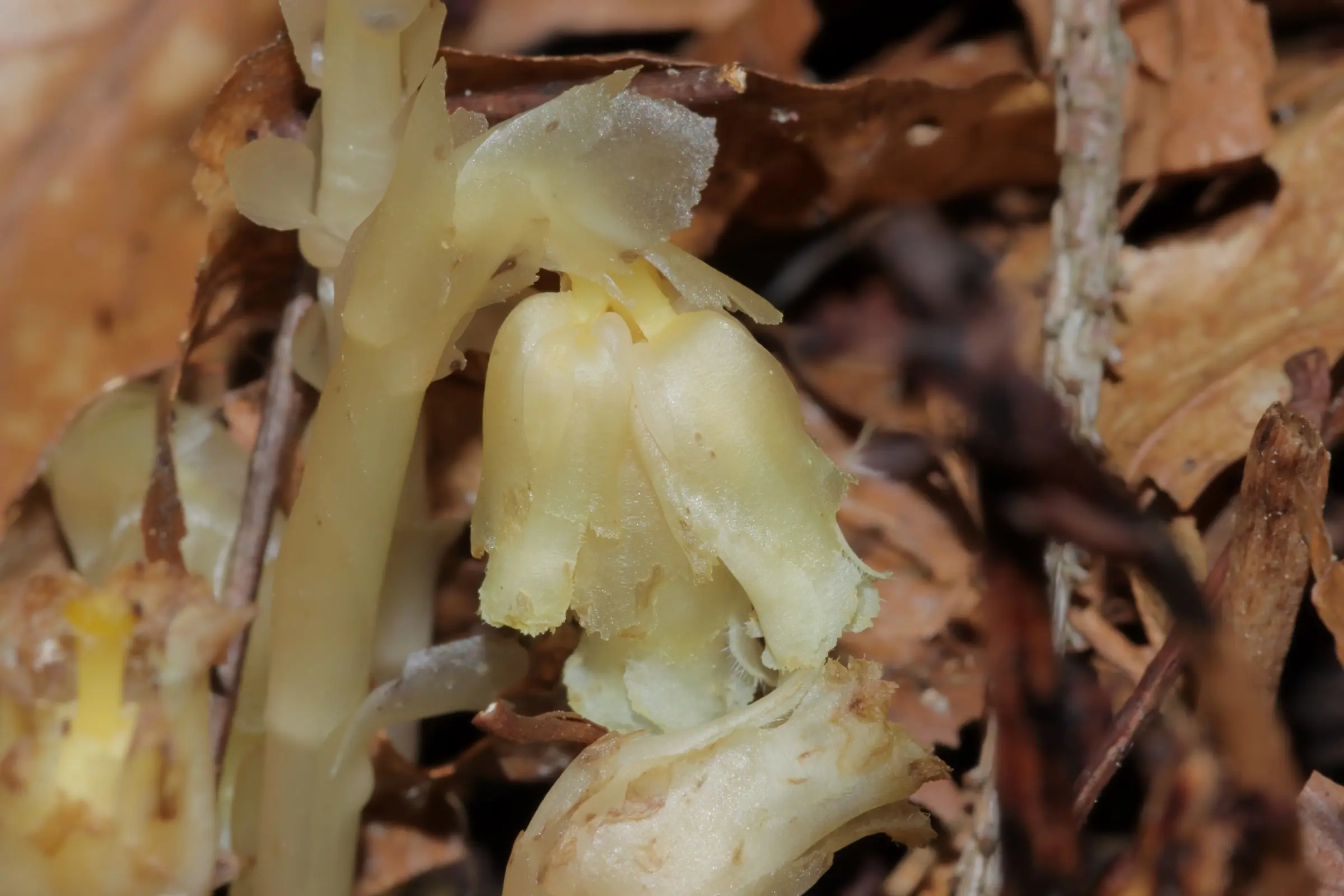 Nahaufnahme einer blassgelben Blüte des Fichtenspargels umgeben von braunen Blättern