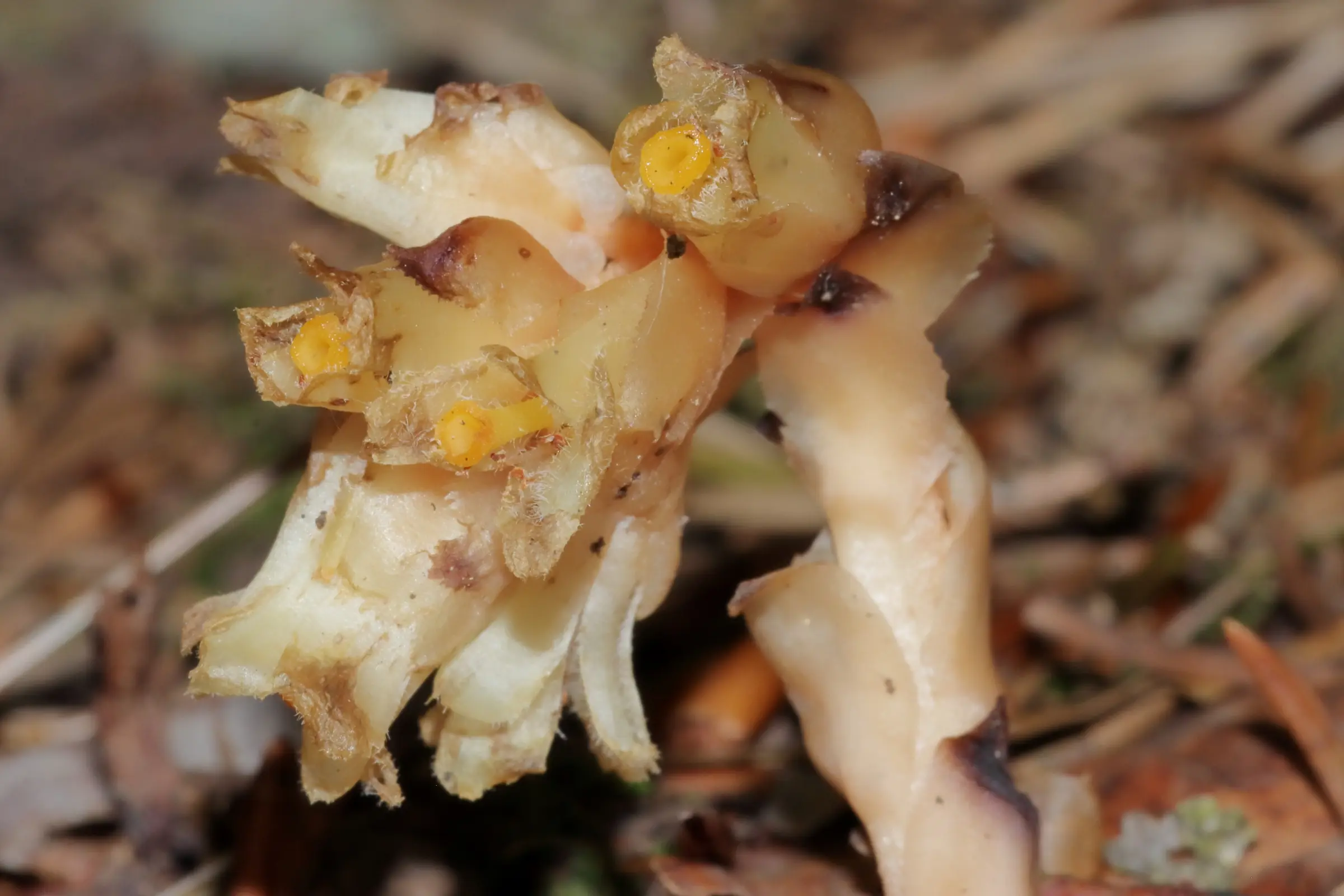 Nahaufnahme eines blühenden Fichtenspargel mit mehreren gelblichen Blütenständen