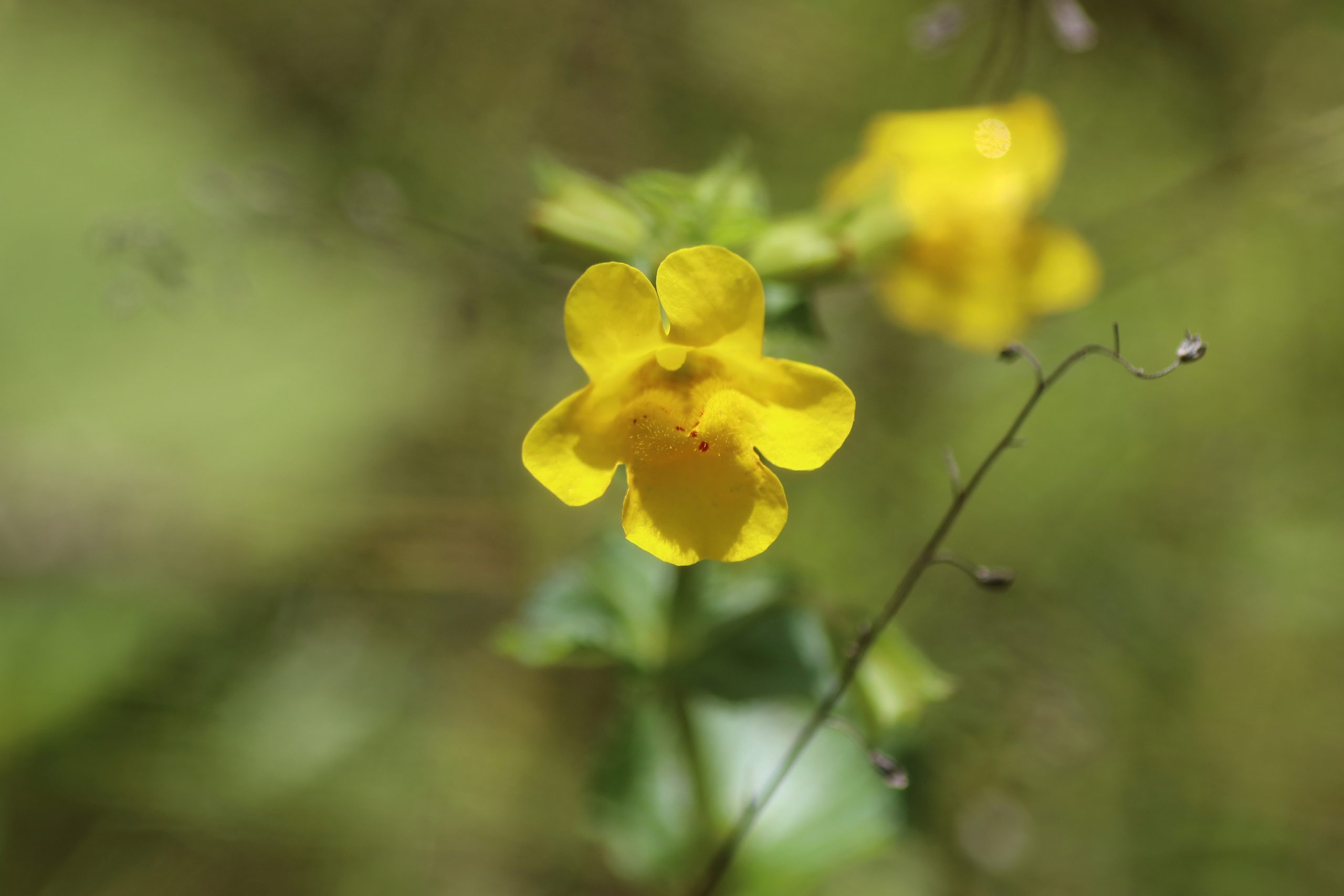 Gauklerblume im Detail - Die gelb gefärbten Blütenblätter sind zygomorph aufgebaut und haben eine rundliche Form. Der Hintergrund ist grün und unscharf fotografiert.