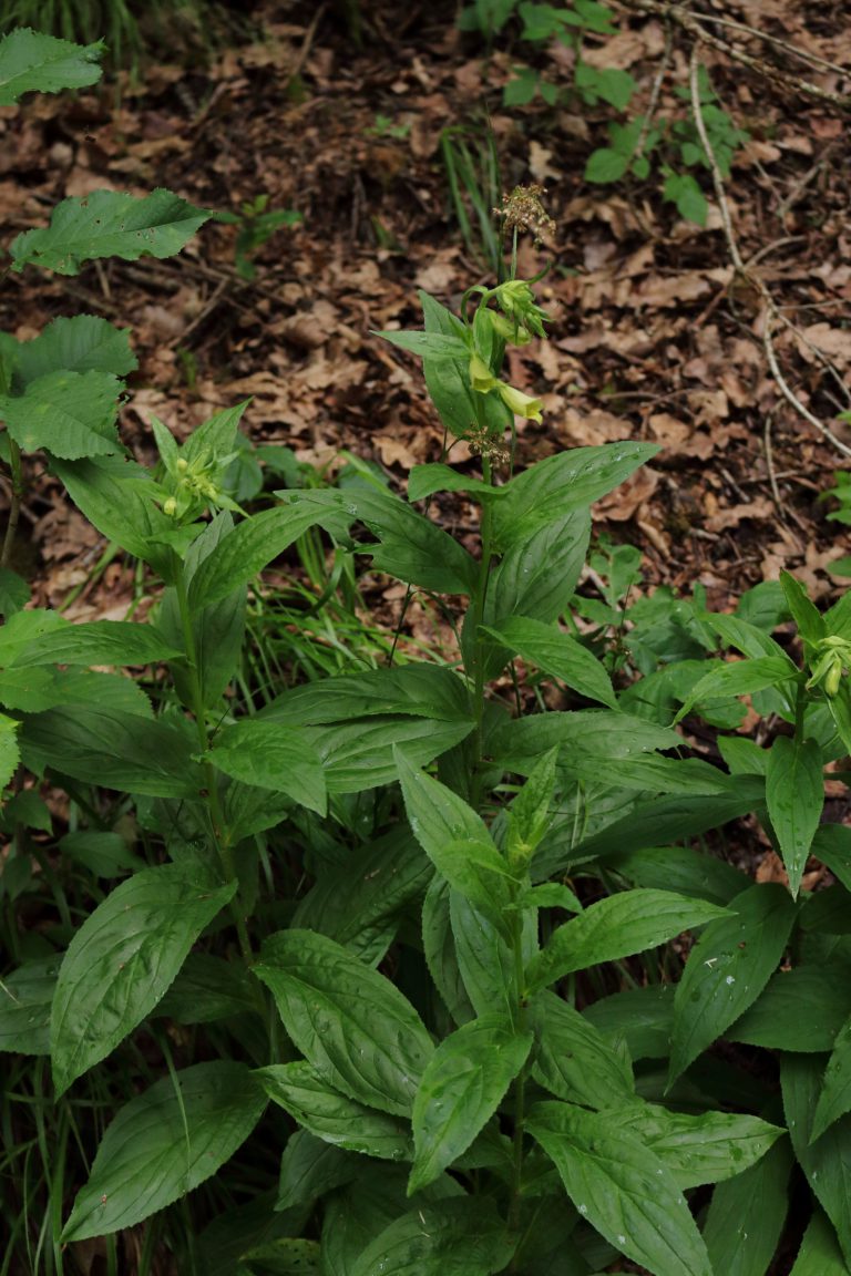 Großblütiger Fingerhut (Digitalis grandiflora) – Blumen und Natur
