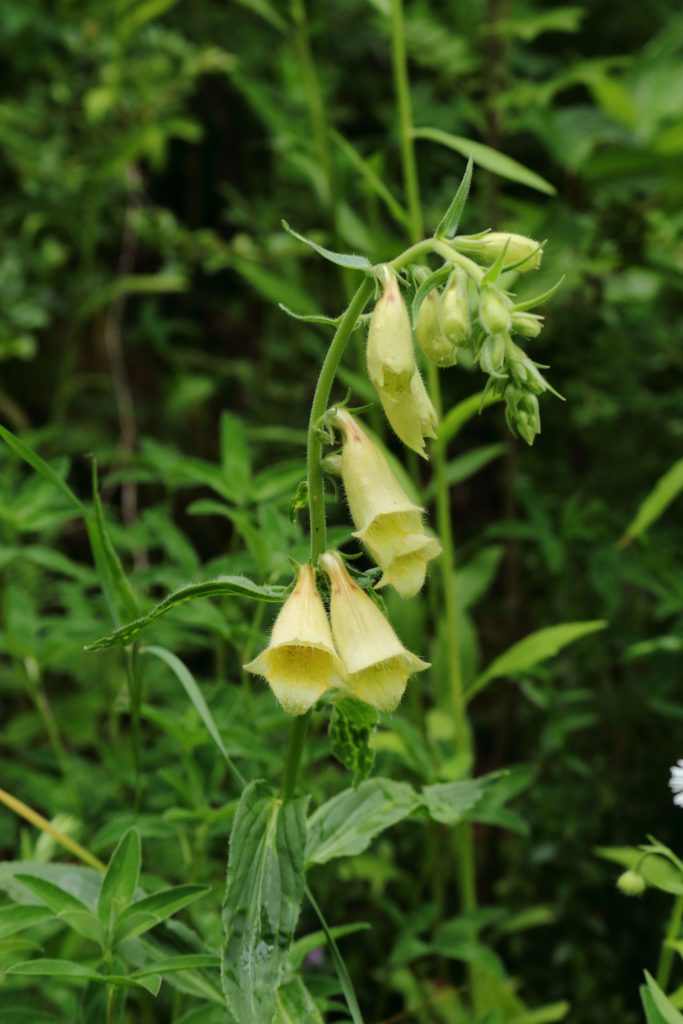 Großblütiger Fingerhut (Digitalis grandiflora) – Blumen und Natur