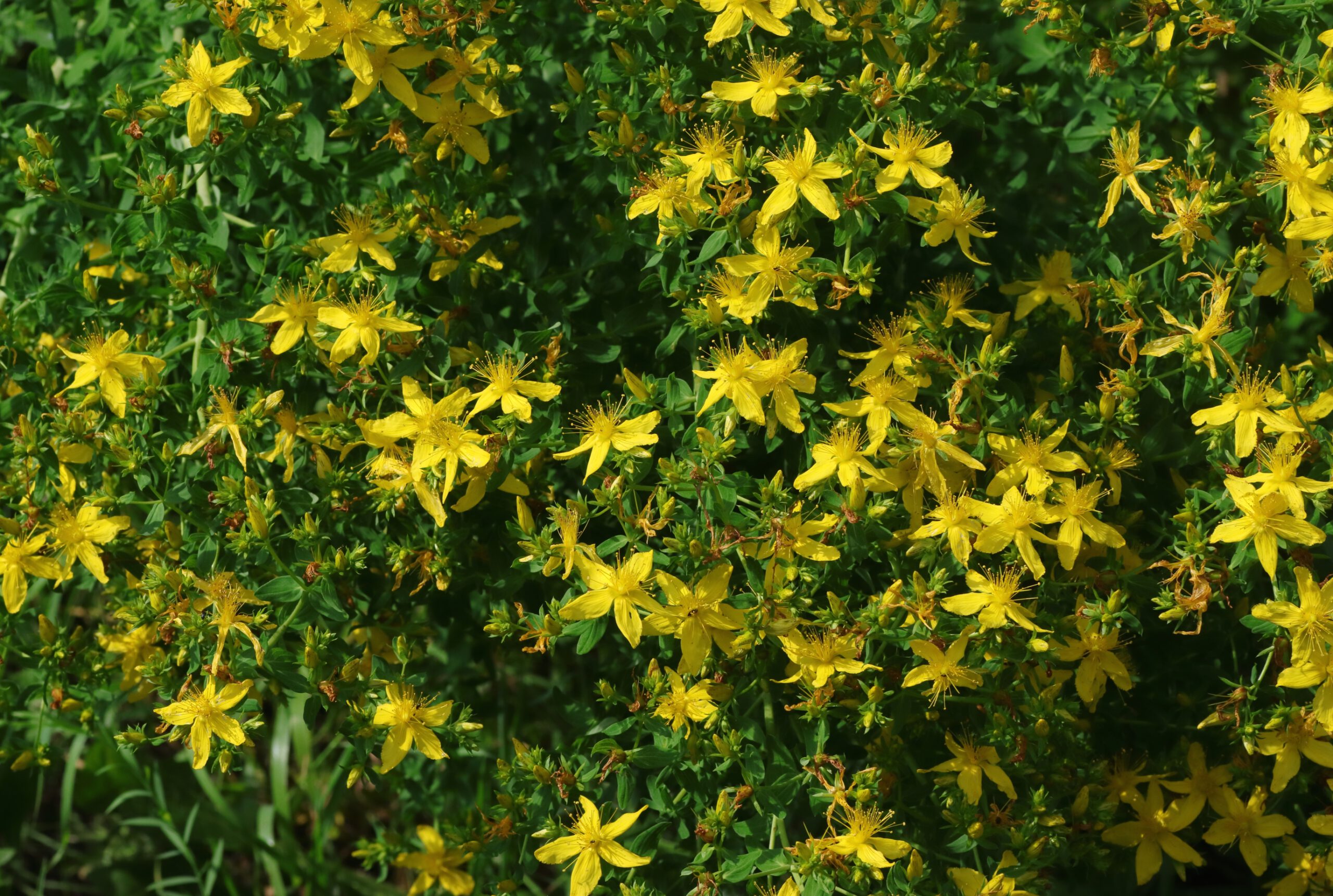 Echtes Johanniskraut in Blüte - die gelben Blüten sitzen in dichten Trugdolden an den Enden der Stängel.