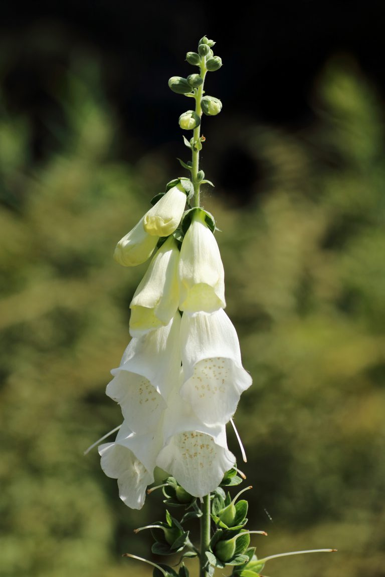 Digitalis Purpurea Alba Samen – Weißer Fingerhut, Mehrjährig, Ca. 100 Samen Für Den Garten