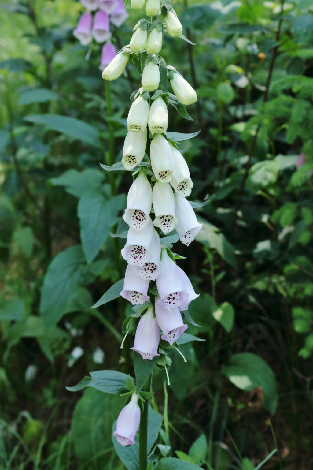 Weißer Fingerhut (Digitalis purpurea alba) Blumen und Natur