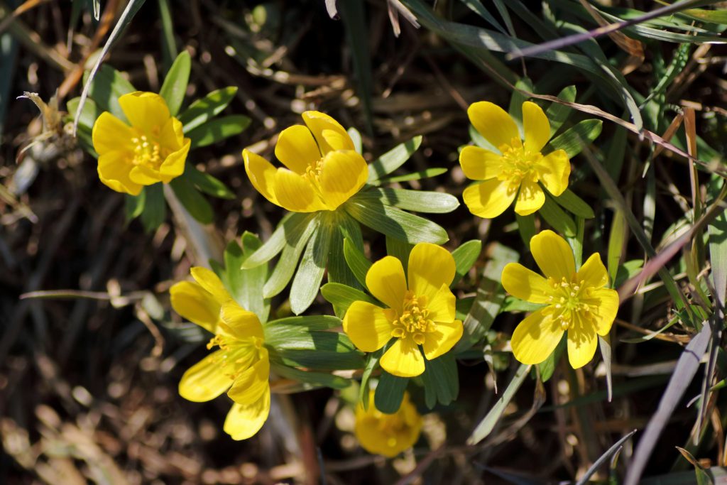 Winterling, südeuropäischer (E. hyemalis) Blumen und Natur