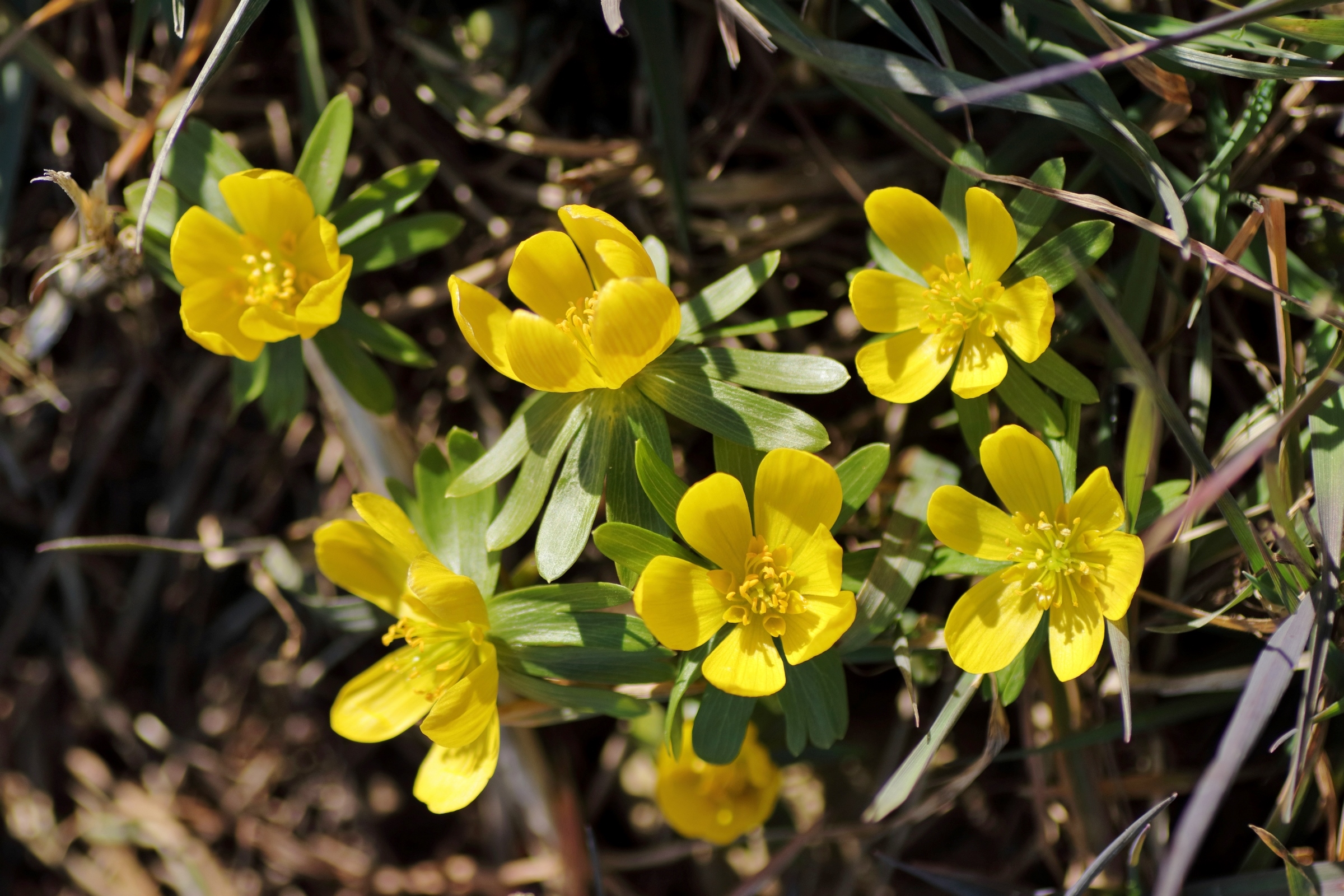 A group of winter aconites
