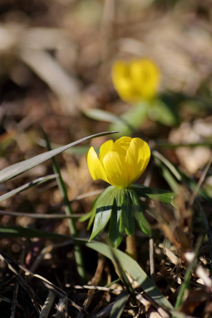 Winterling, südeuropäischer (E. hyemalis) Blumen und Natur