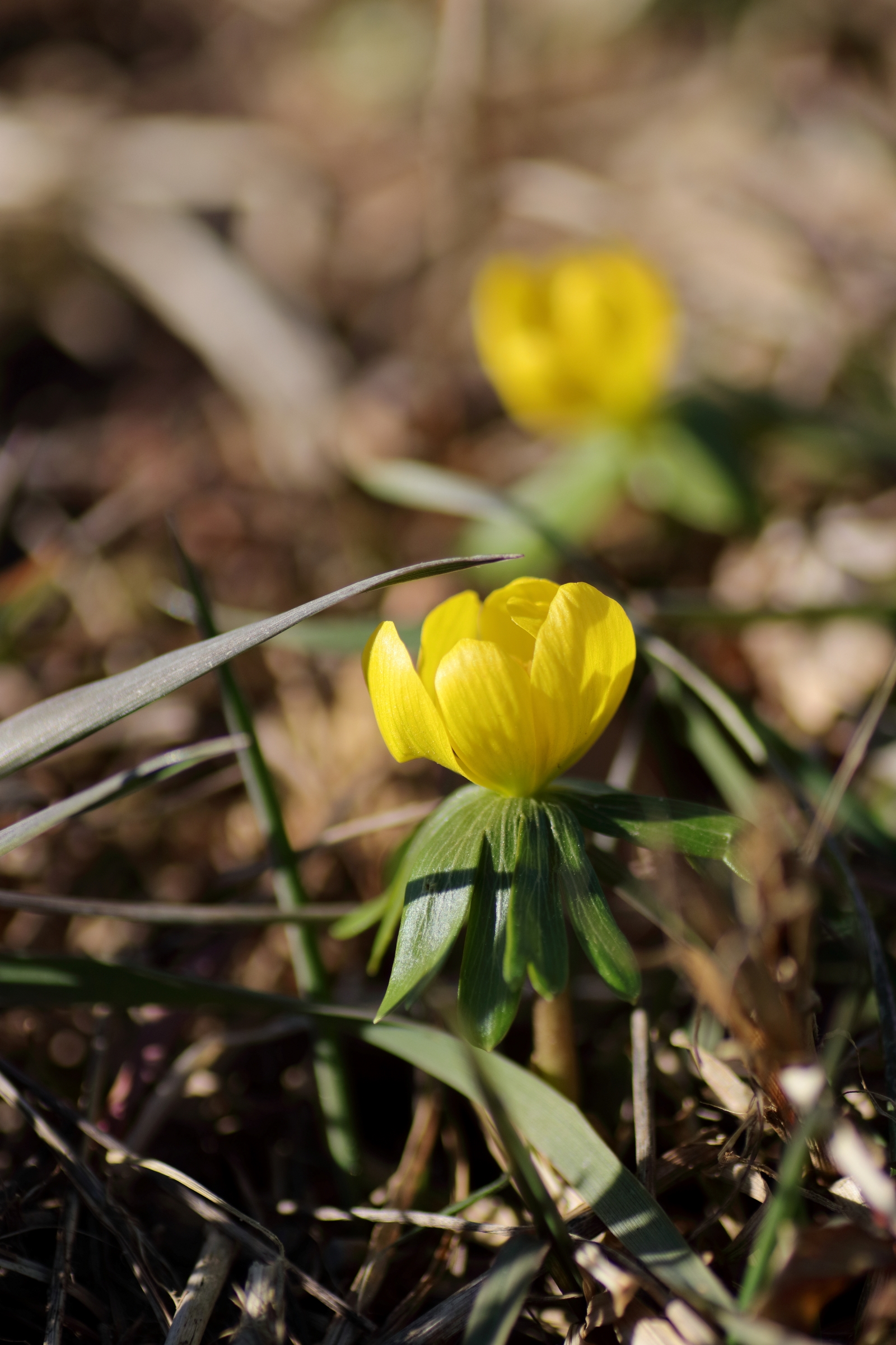 Winter aconite - Lateral view of the plant