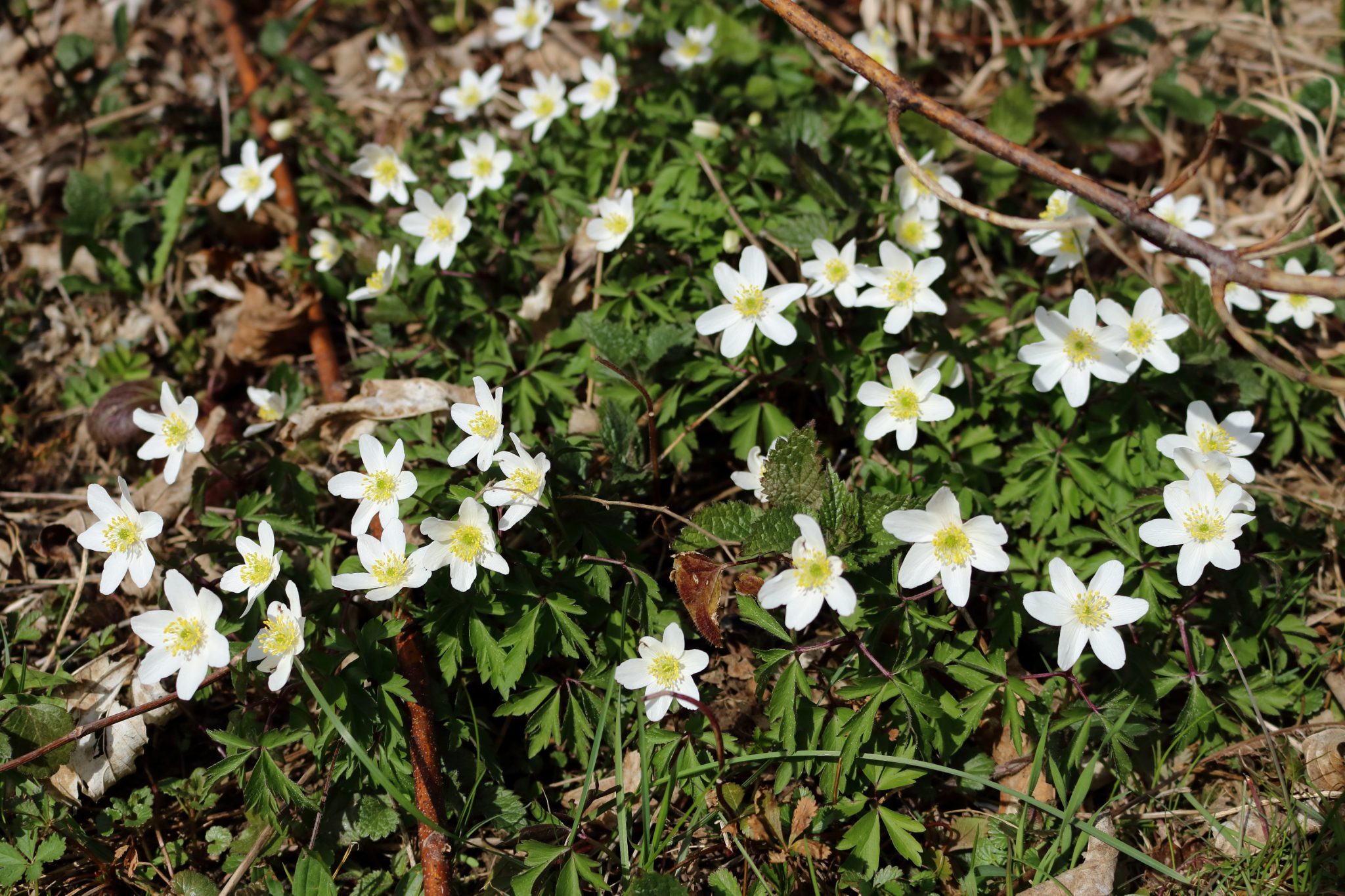 Weiße Buschwindröschen (A. nemorosa) – Blumen und Natur