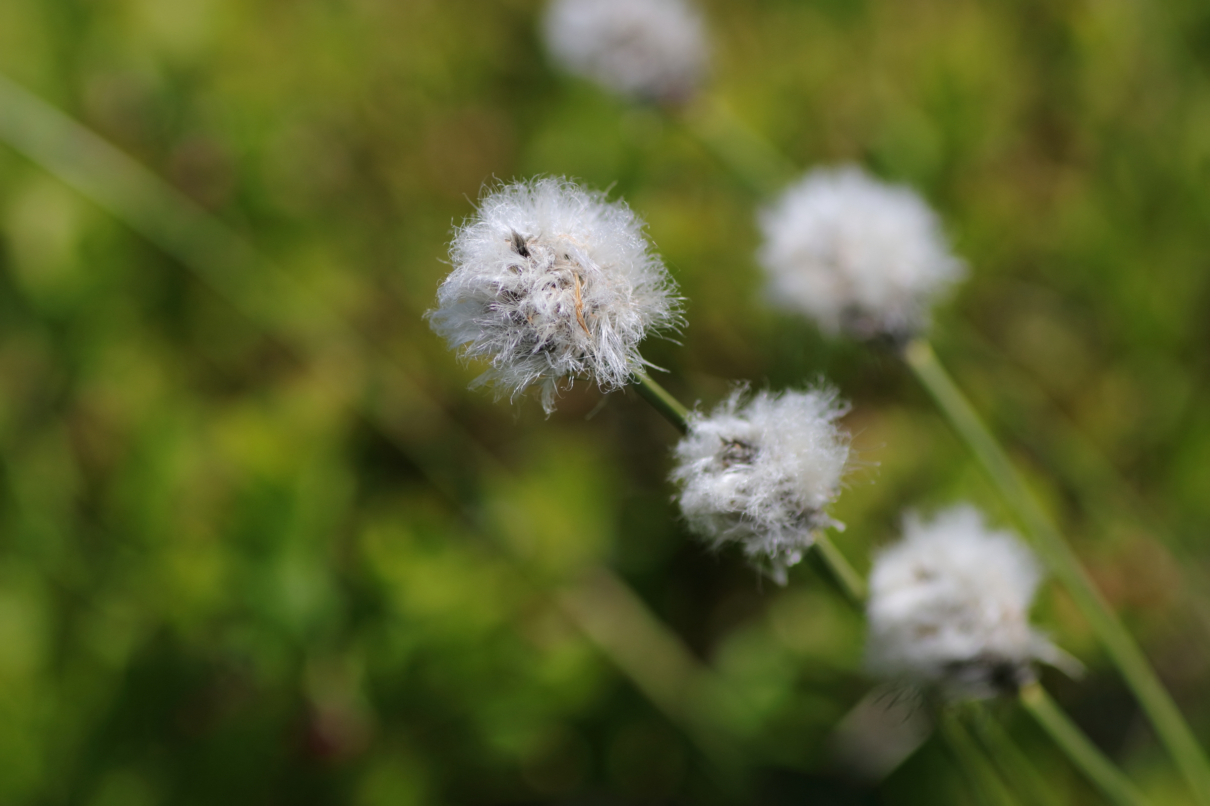 Blüten des Scheiden-Wollgras