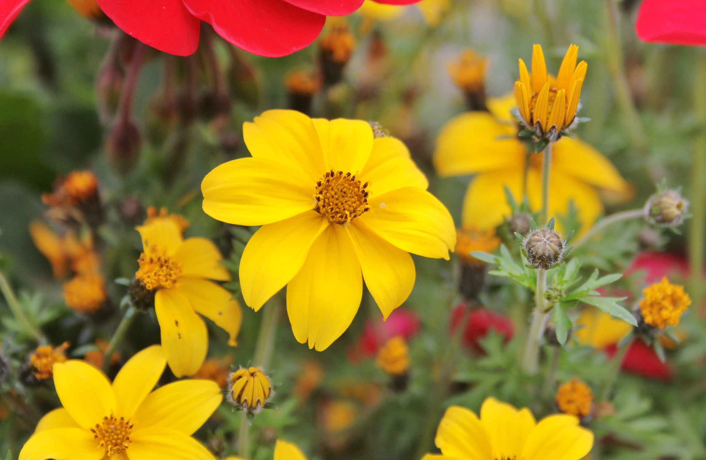 Goldgelbe Blüte der Goldmarie in der Mitte des Bildes. Die Blüten sind radiär aufgebaut.