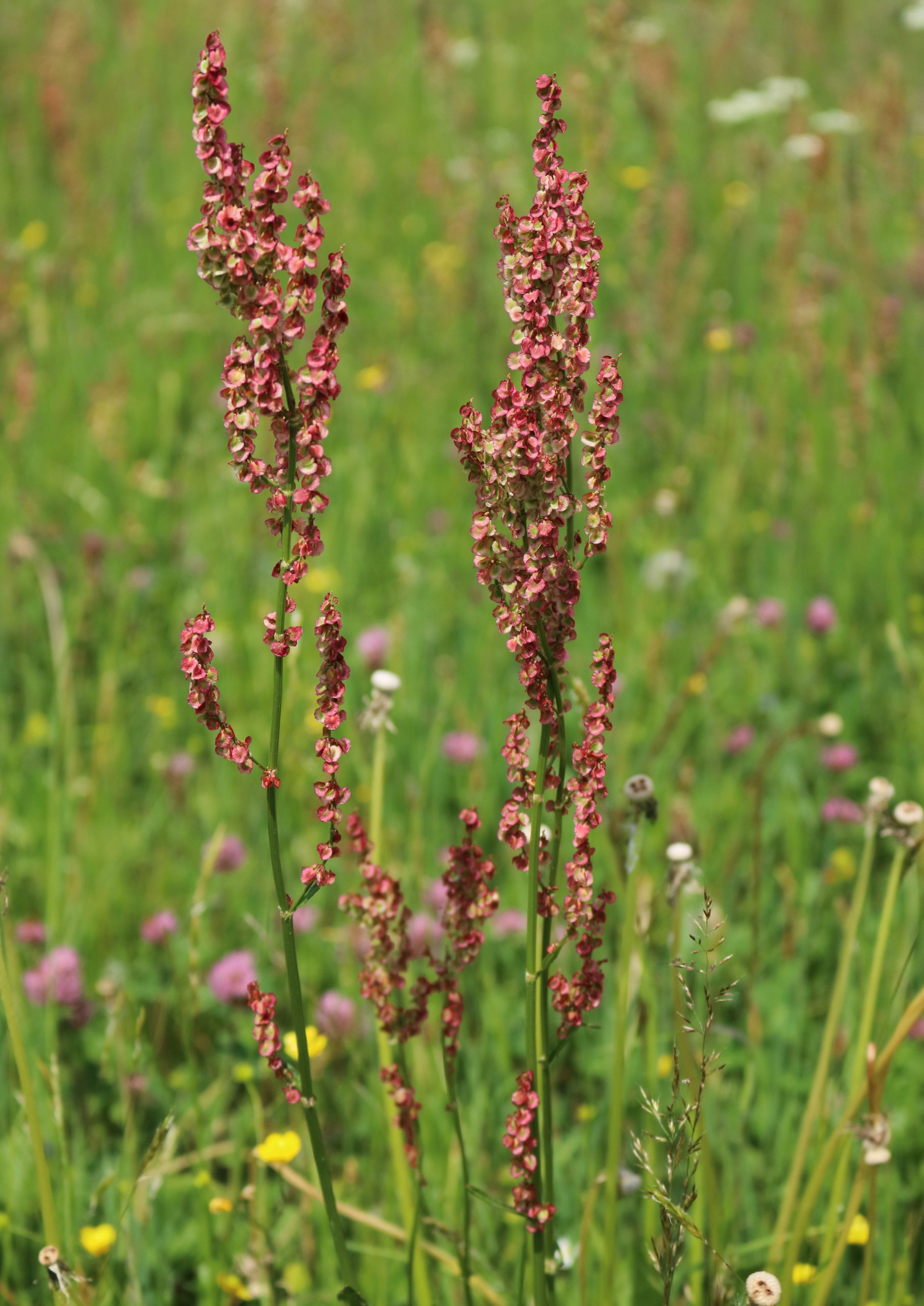 Blüten - Wiesen-Sauerampfer