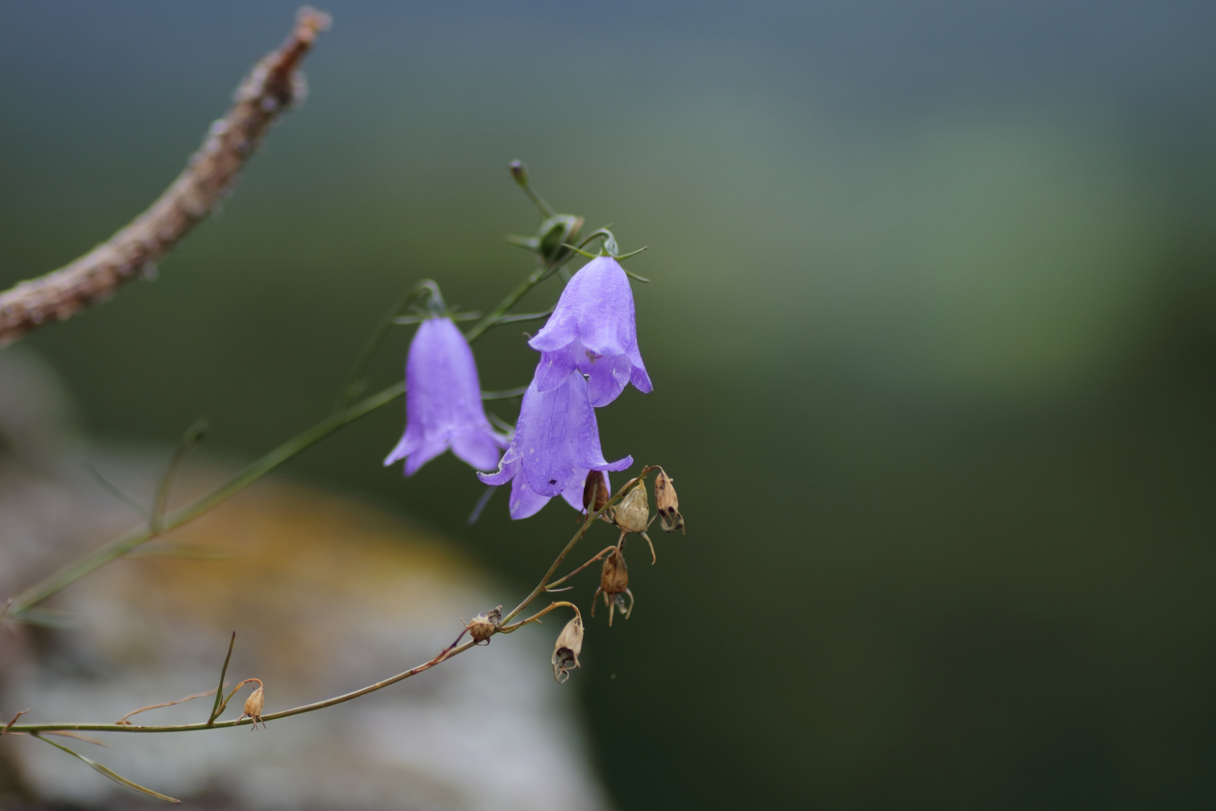 Blüte der Zwerg-Glockenblume