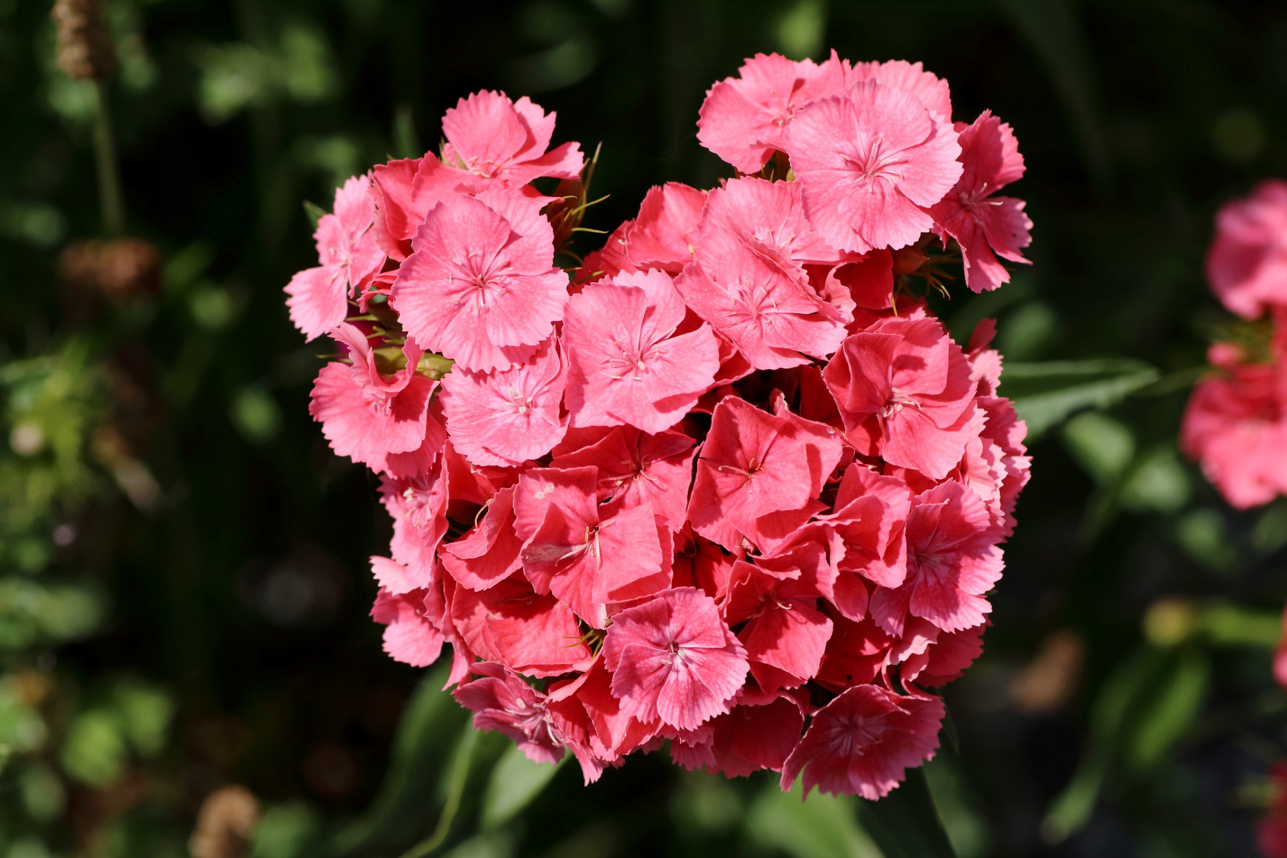 Bartnelke (Dianthus barbatus) – Blumen und Natur