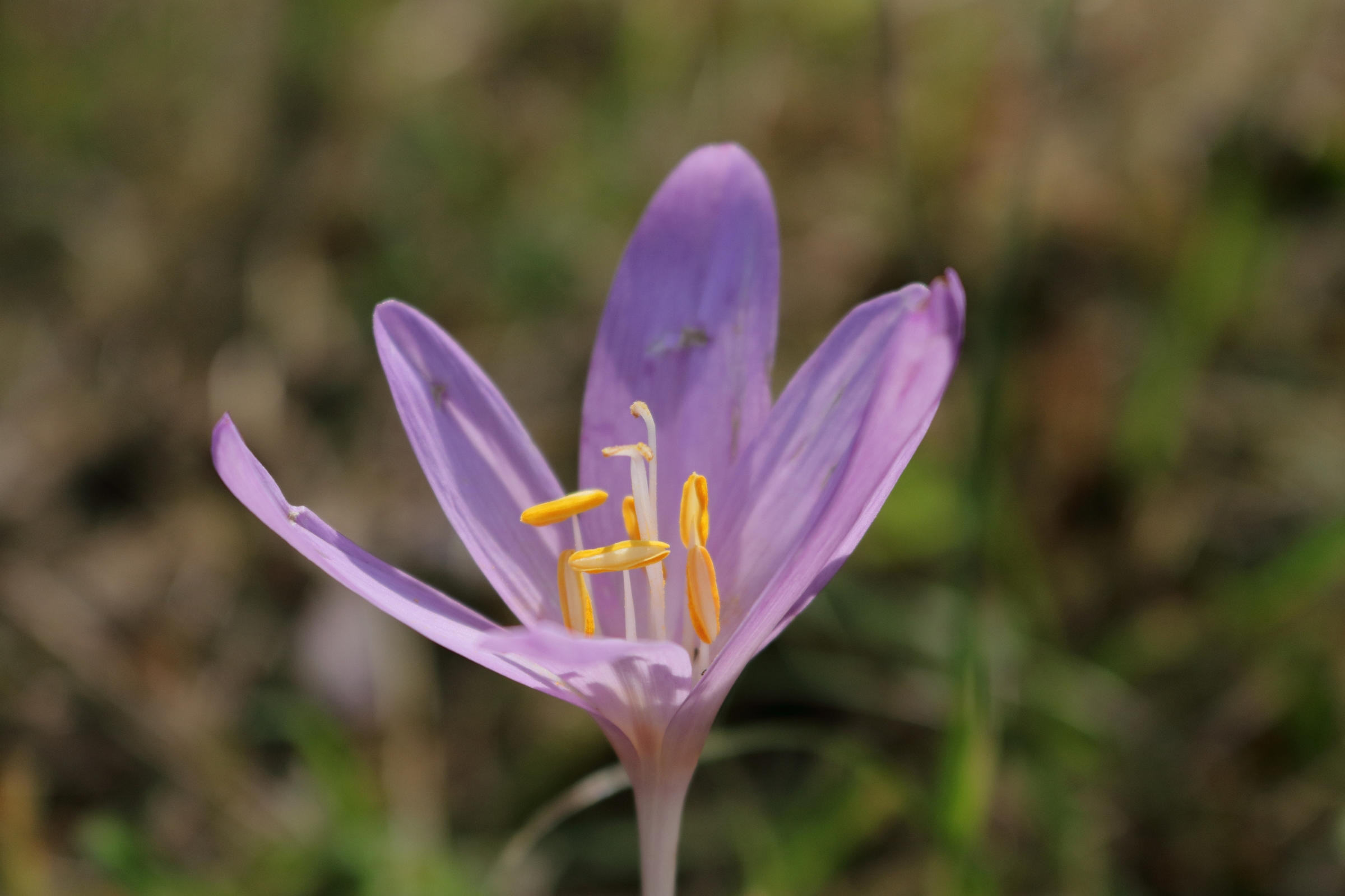 Herbstzeitlose - Blüte