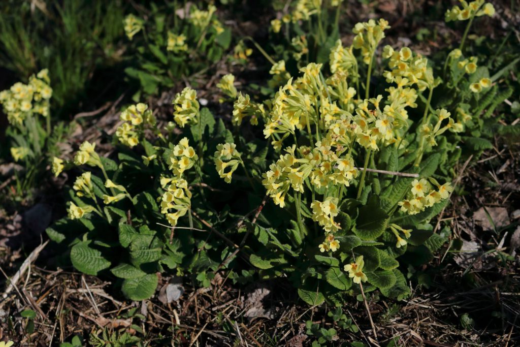 Hohe Schlusselblume Primula Elatior Blumen Und Natur