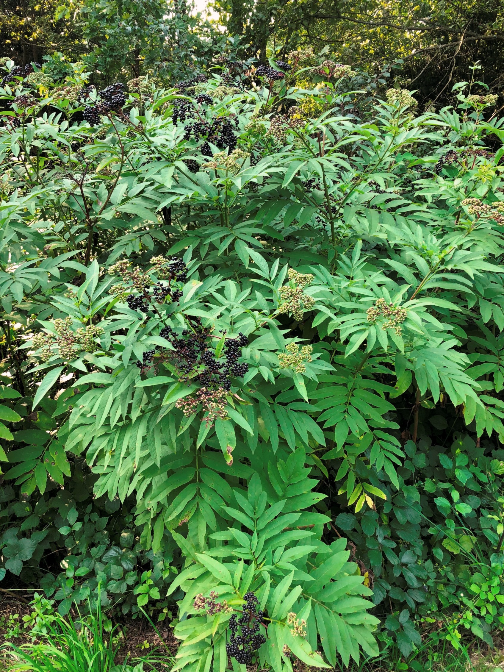 Der "Zwerg-Holunder" ist eine strauchartige Pflanze mit großen Blättern.