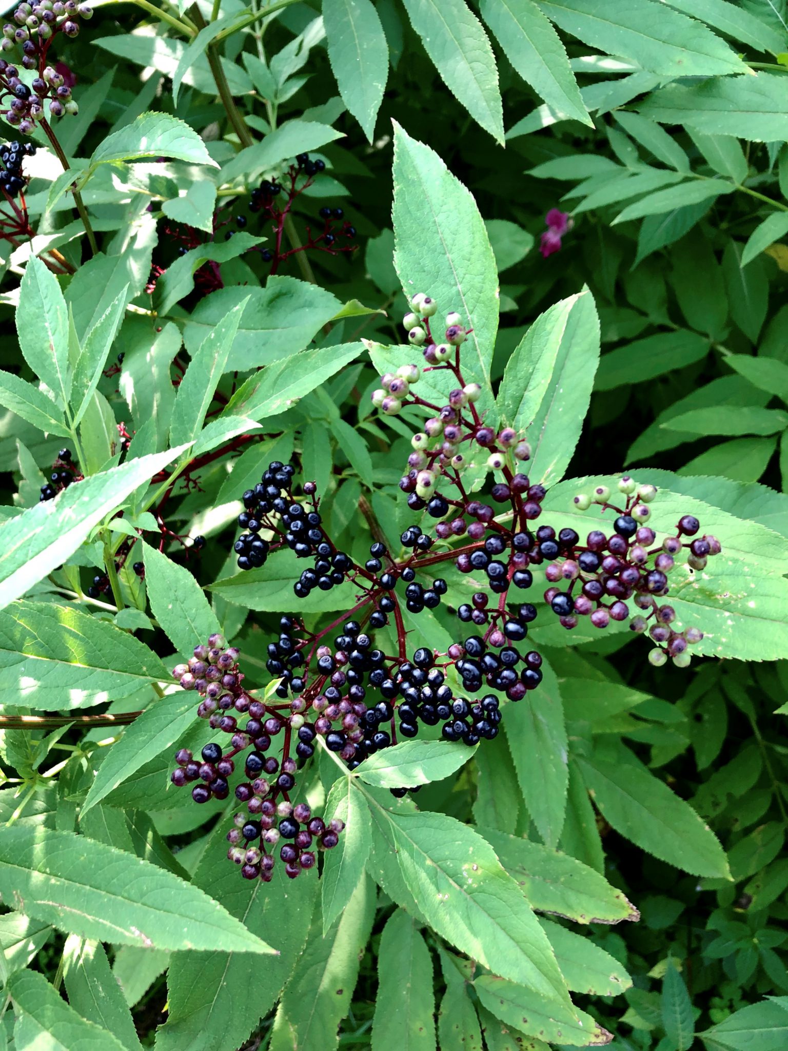 Zwerg-Holunder (Sambucus Ebulus) – Blumen Und Natur