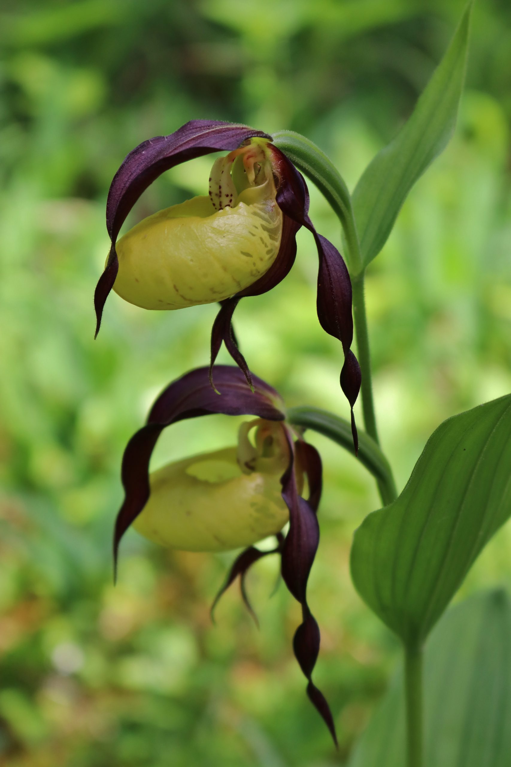 A group of the lady's-slipper orchid