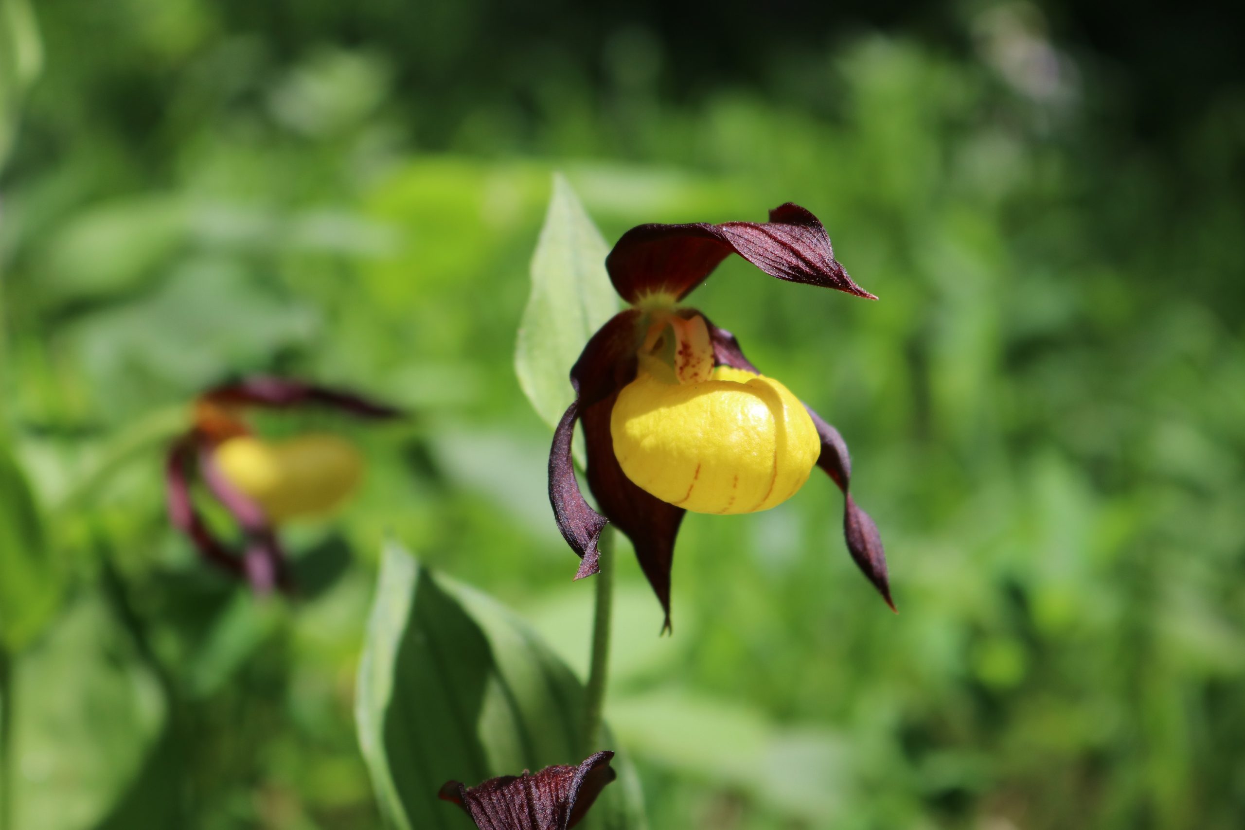 Eine Blüte des Frauenschuh - diese haben drei schokoladenbraun gefärbte Perigonblätter mit einer leuchtgelben schuh-förmigen Lippe