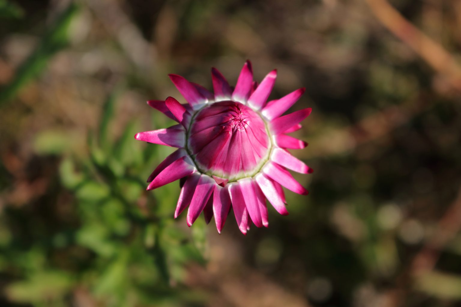 GartenStrohblume (Xerochrysum bracteatum) Blumen und Natur