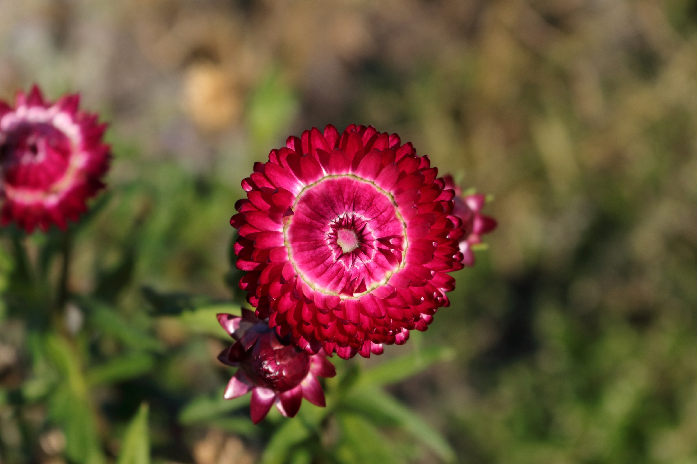 Rote Garten-Strohblume - Die leicht schimmernden roten Blütenblätter in einer Detailaufnahme. Die rundliche Blütenform besteht aus einer Vielzahl von einzelnen Blütenblättern. In der Mitte der Blüte ist ein weißer Ring.