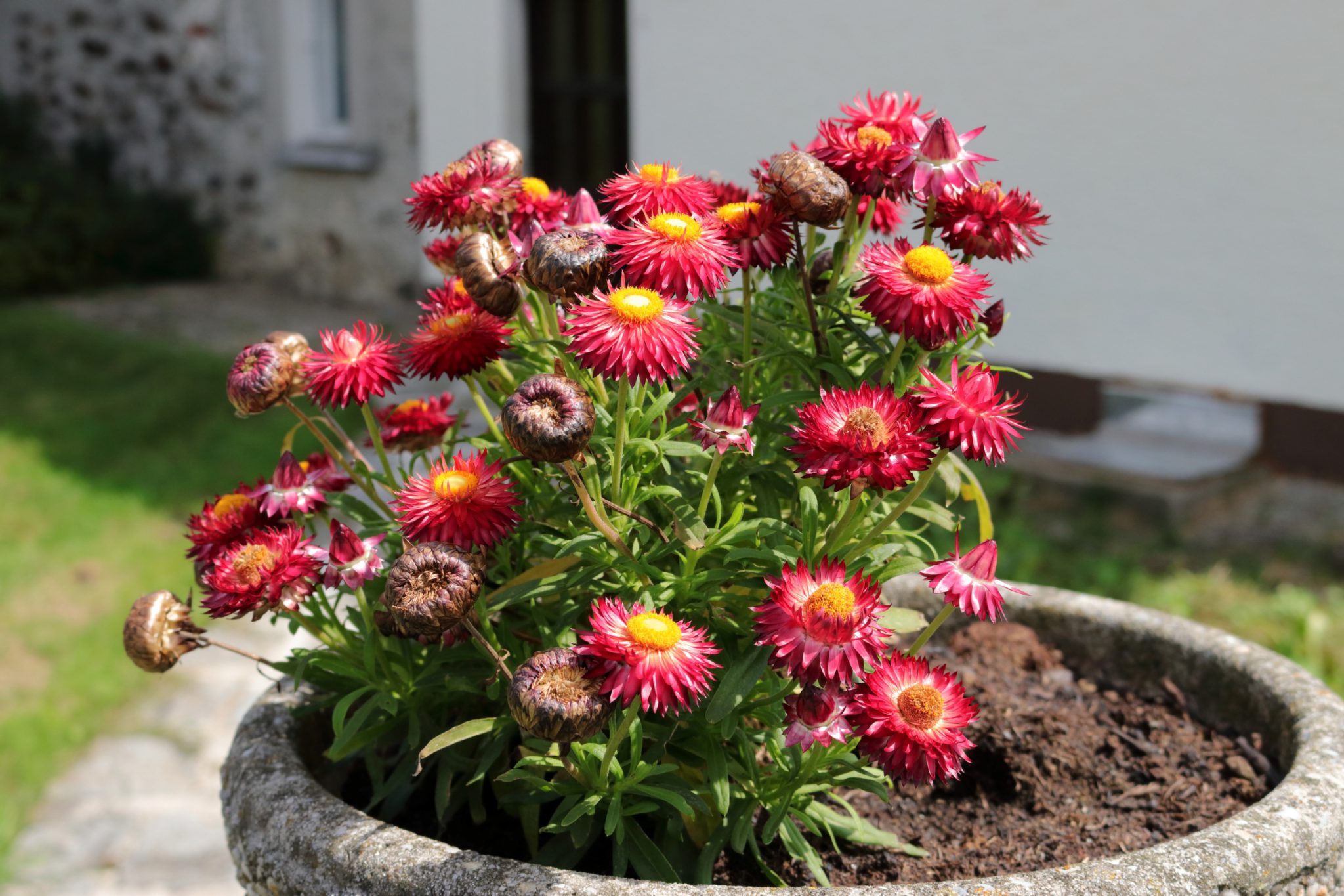 GartenStrohblume (Xerochrysum bracteatum) Blumen und Natur